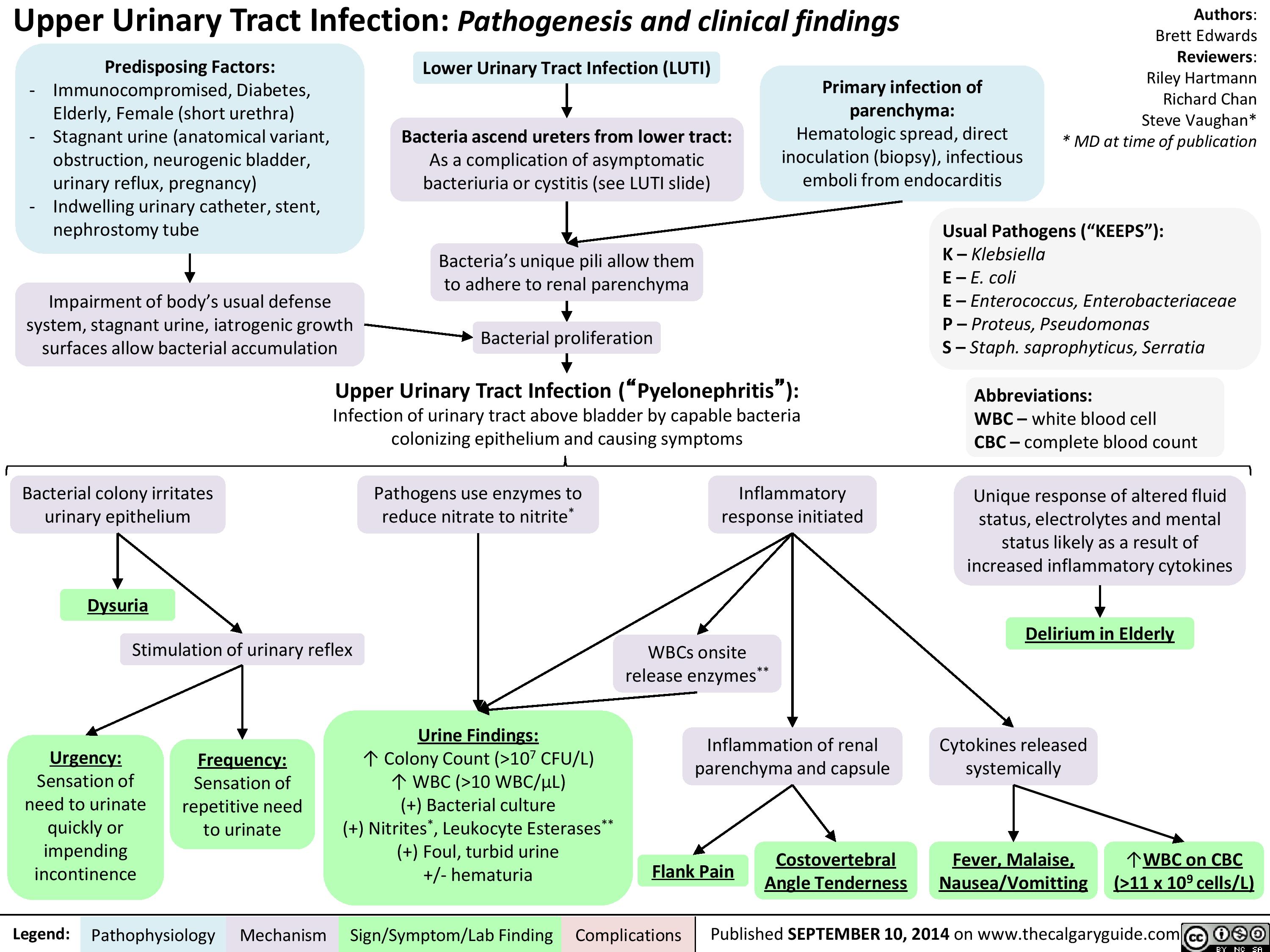 Upper Urinary Tract Infection UUTI Pathogenesis And Clinical 