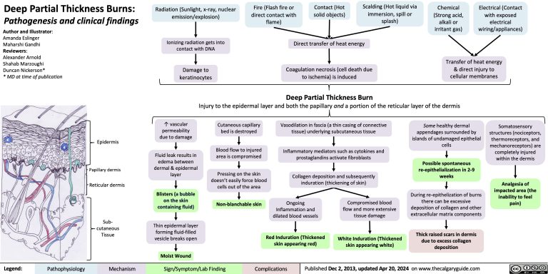 Deep Partial Thickness Burns Pathogenesis And Clinical Findings