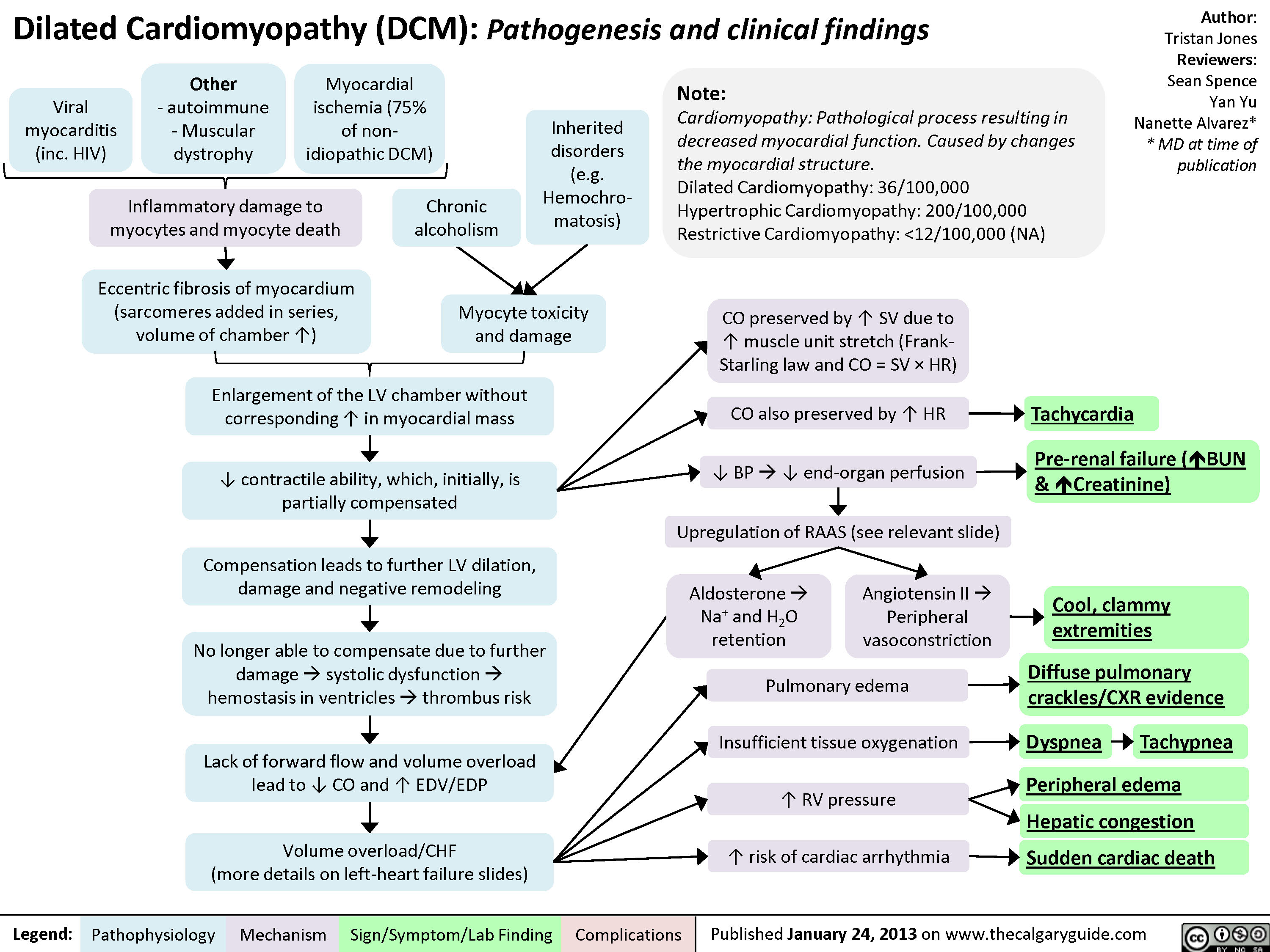 Dilated Cardiomyopathy DCM Calgary Guide