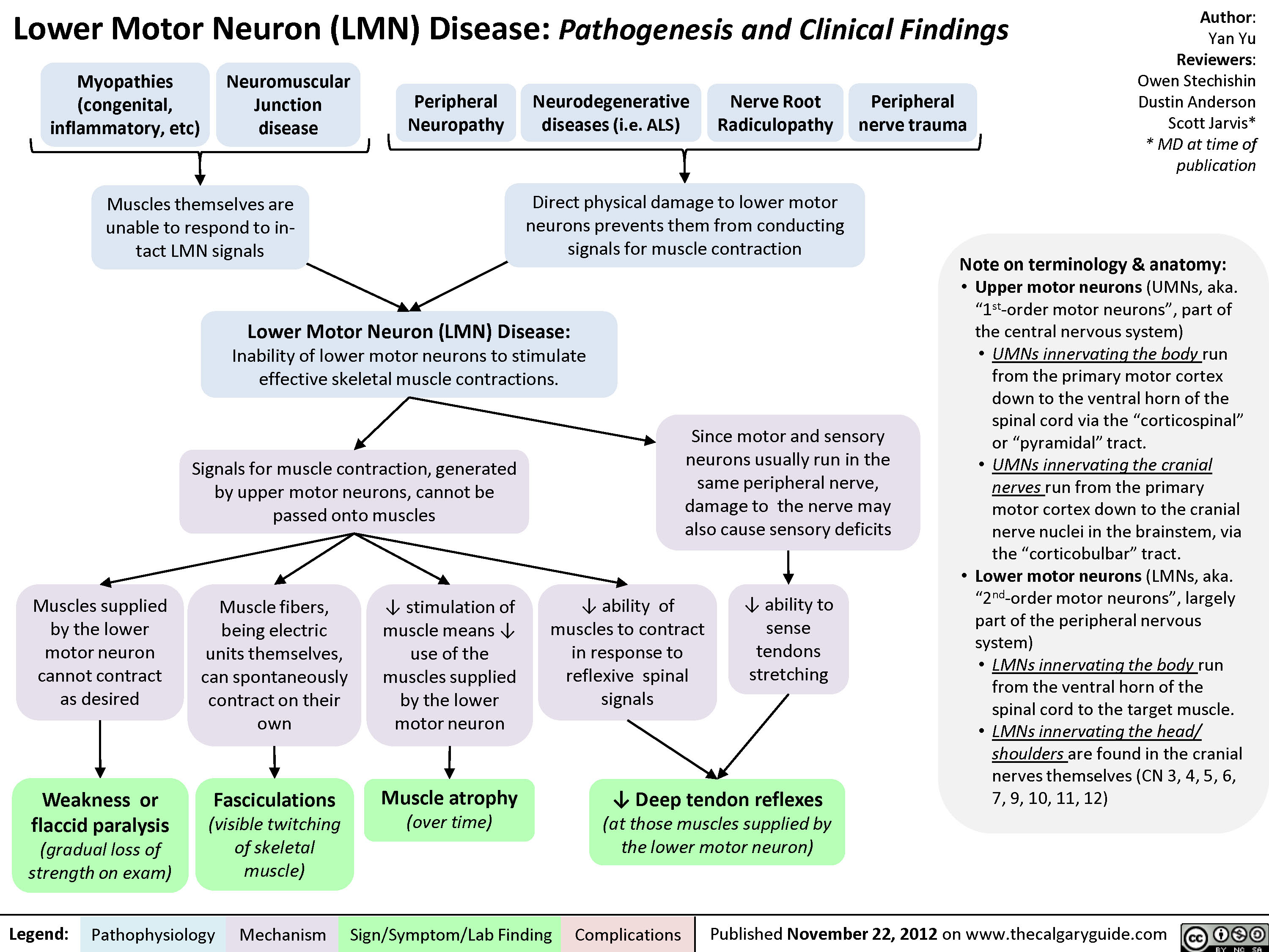 Lower Motor Neuron (UMN) Disease