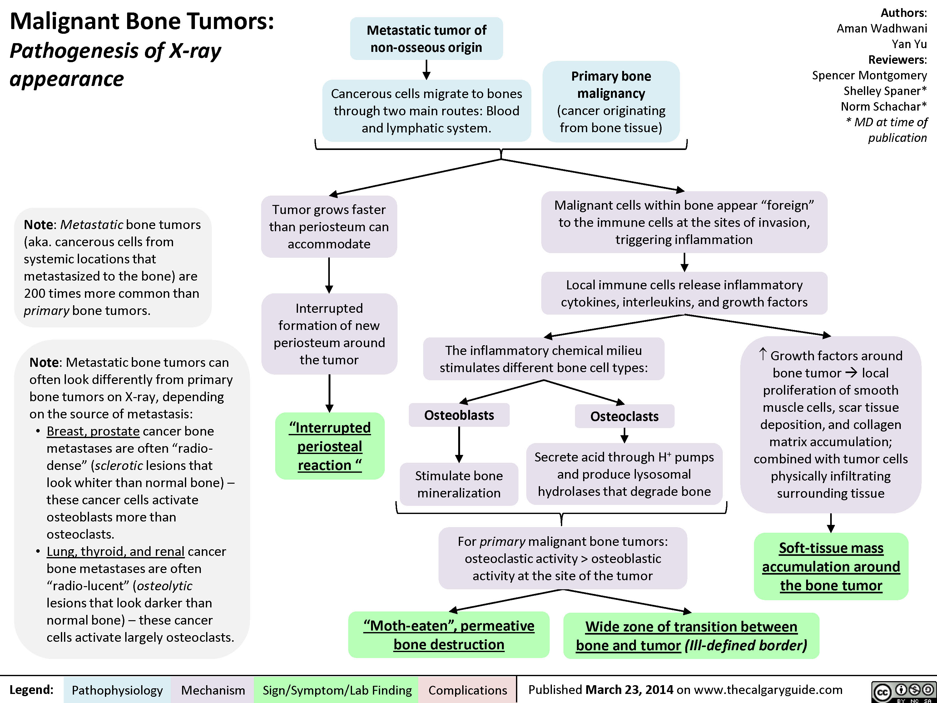 Malignant Bone Tumors - Pathogenesis of X-ray appearance