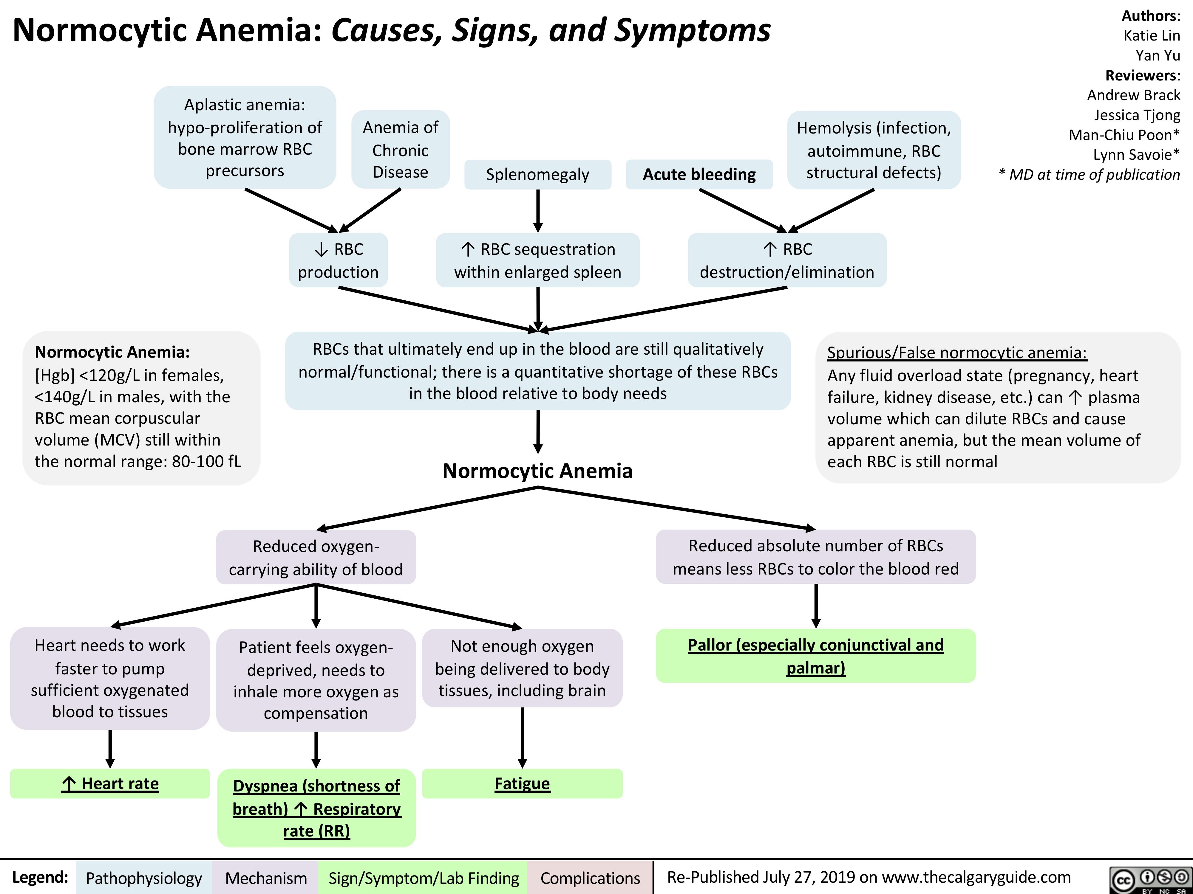 Normocytic Anemia: Causes, Signs, and Symptoms
Authors: Katie Lin Yan Yu Reviewers: Andrew Brack Jessica Tjong Man-Chiu Poon* Lynn Savoie* * MD at time of publication
 Aplastic anemia: hypo-proliferation of bone marrow RBC precursors
Anemia of Chronic Disease
Splenomegaly
↑ RBC sequestration within enlarged spleen
Acute bleeding
Hemolysis (infection, autoimmune, RBC structural defects)
            ↓ RBC production
↑ RBC destruction/elimination
    Normocytic Anemia:
[Hgb] <120g/L in females, <140g/L in males, with the RBC mean corpuscular volume (MCV) still within the normal range: 80-100 fL
RBCs that ultimately end up in the blood are still qualitatively normal/functional; there is a quantitative shortage of these RBCs in the blood relative to body needs
Spurious/False normocytic anemia:
Any fluid overload state (pregnancy, heart failure, kidney disease, etc.) can ↑ plasma volume which can dilute RBCs and cause apparent anemia, but the mean volume of each RBC is still normal
  Normocytic Anemia
            Heart needs to work faster to pump
sufficient oxygenated blood to tissues
↑ Heart rate
Reduced oxygen- carrying ability of blood
Patient feels oxygen- deprived, needs to inhale more oxygen as compensation
Dyspnea (shortness of breath) ↑ Respiratory rate (RR)
Not enough oxygen being delivered to body tissues, including brain
Fatigue
Reduced absolute number of RBCs means less RBCs to color the blood red
Pallor (especially conjunctival and palmar)
            Legend:
 Pathophysiology
 Mechanism
Sign/Symptom/Lab Finding
  Complications
Re-Published July 27, 2019 on www.thecalgaryguide.com
   
