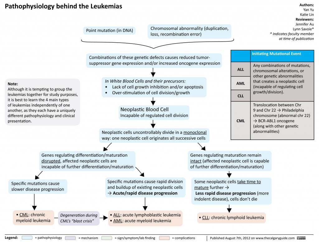 Pathophysiology Behind The Leukemias Calgary Guide