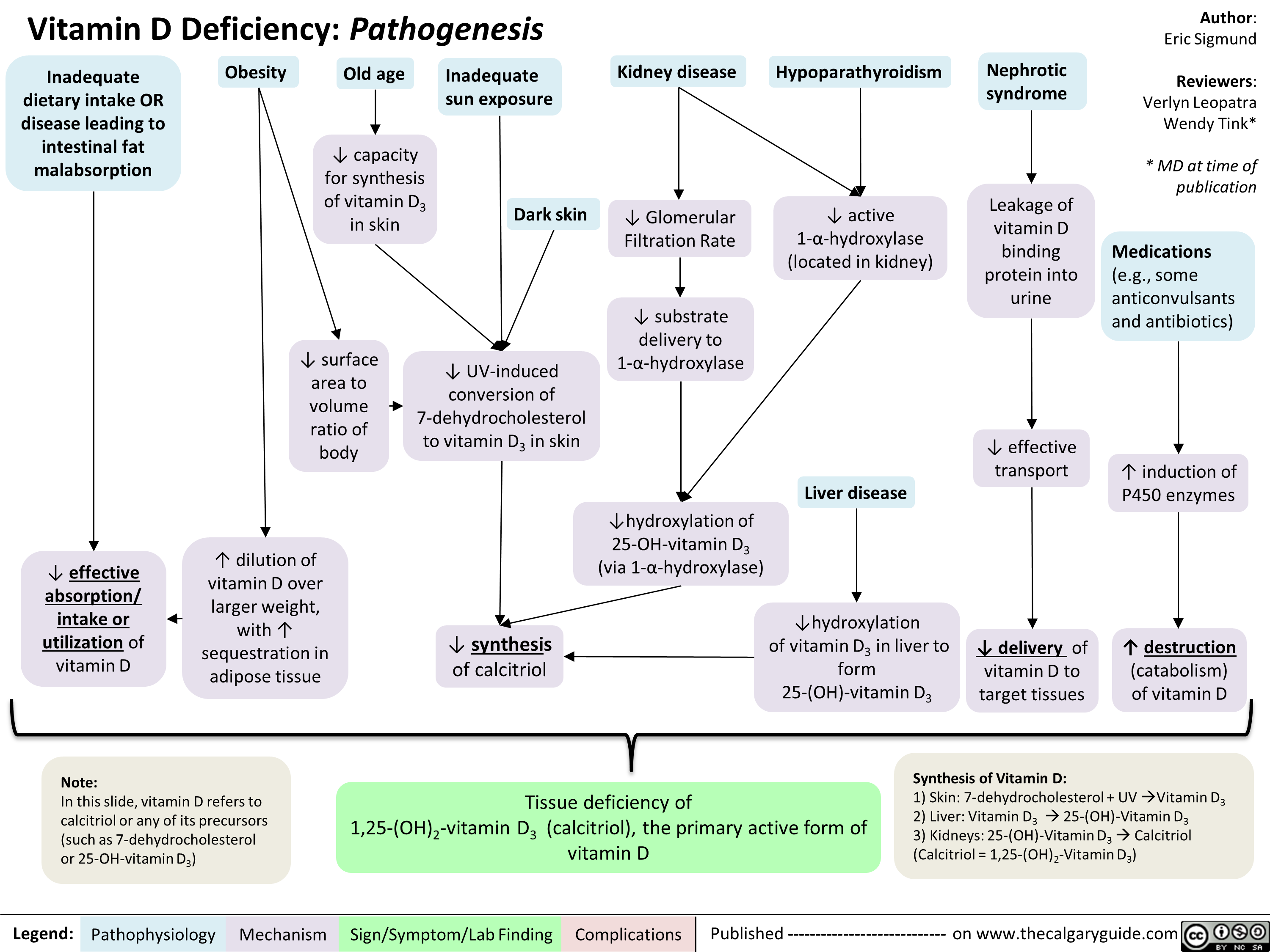 Vitamin D Deficiency Pathogenesis Calgary Guide