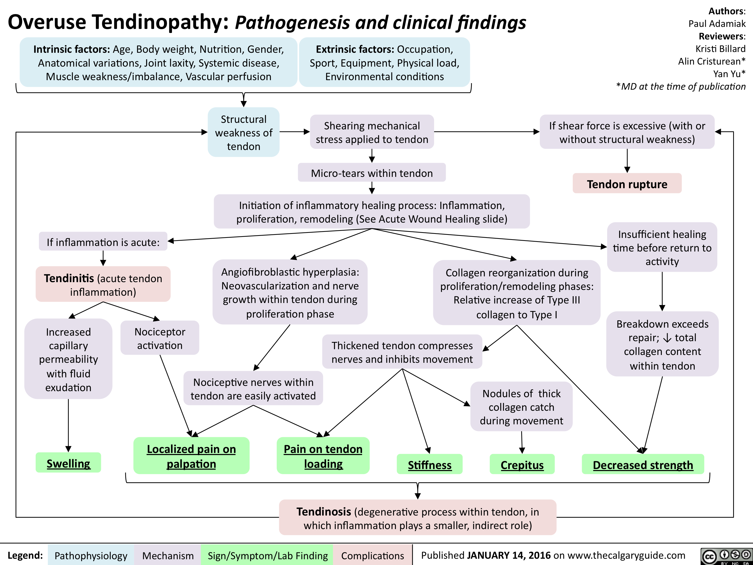 Overuse Tendinopathy -Pathogenesis and clinical findings