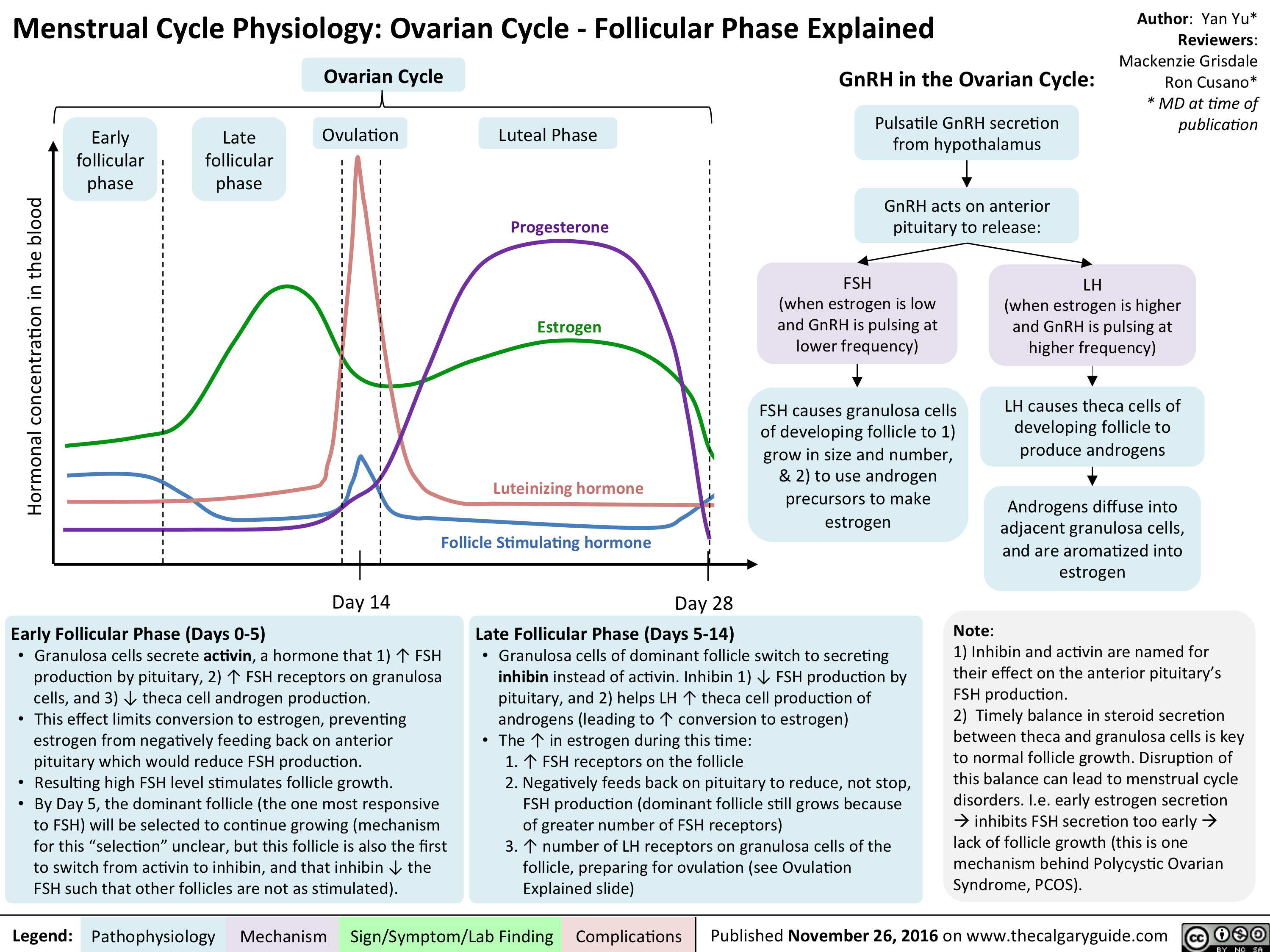 What is the follicular phase of the menstrual cycle. How long does it last?