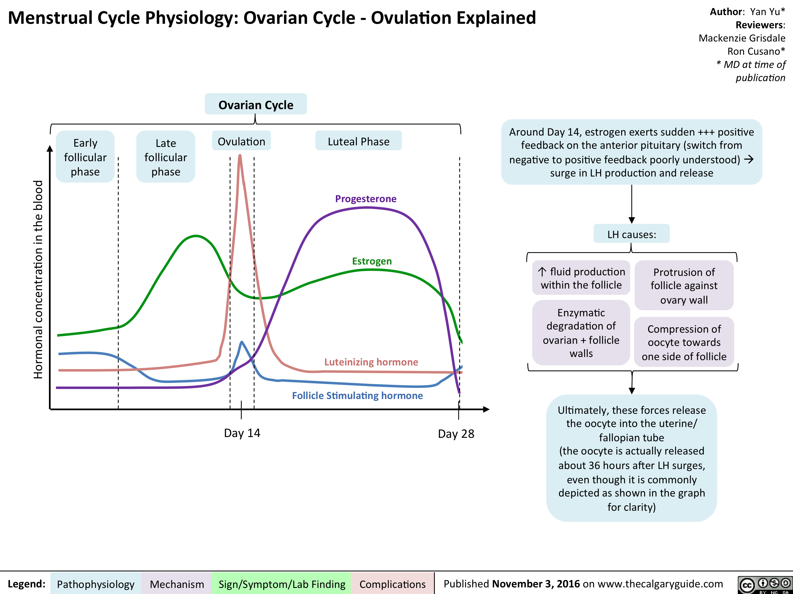 Menstrual Cycle Physiology Ovarian Cycle Ovulation Explained 