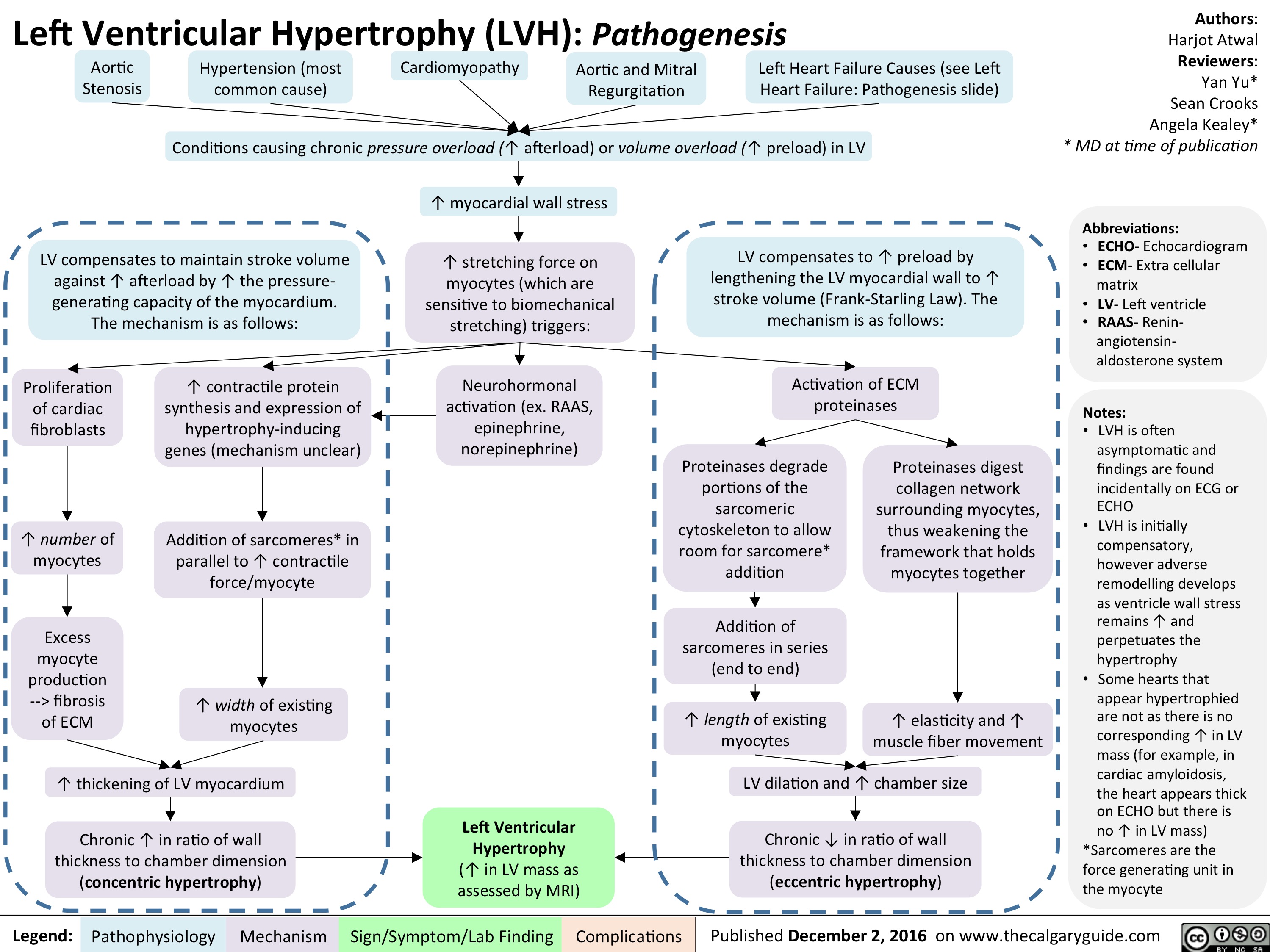 left-ventricular-hypertrophy-pathogenesis-calgary-guide