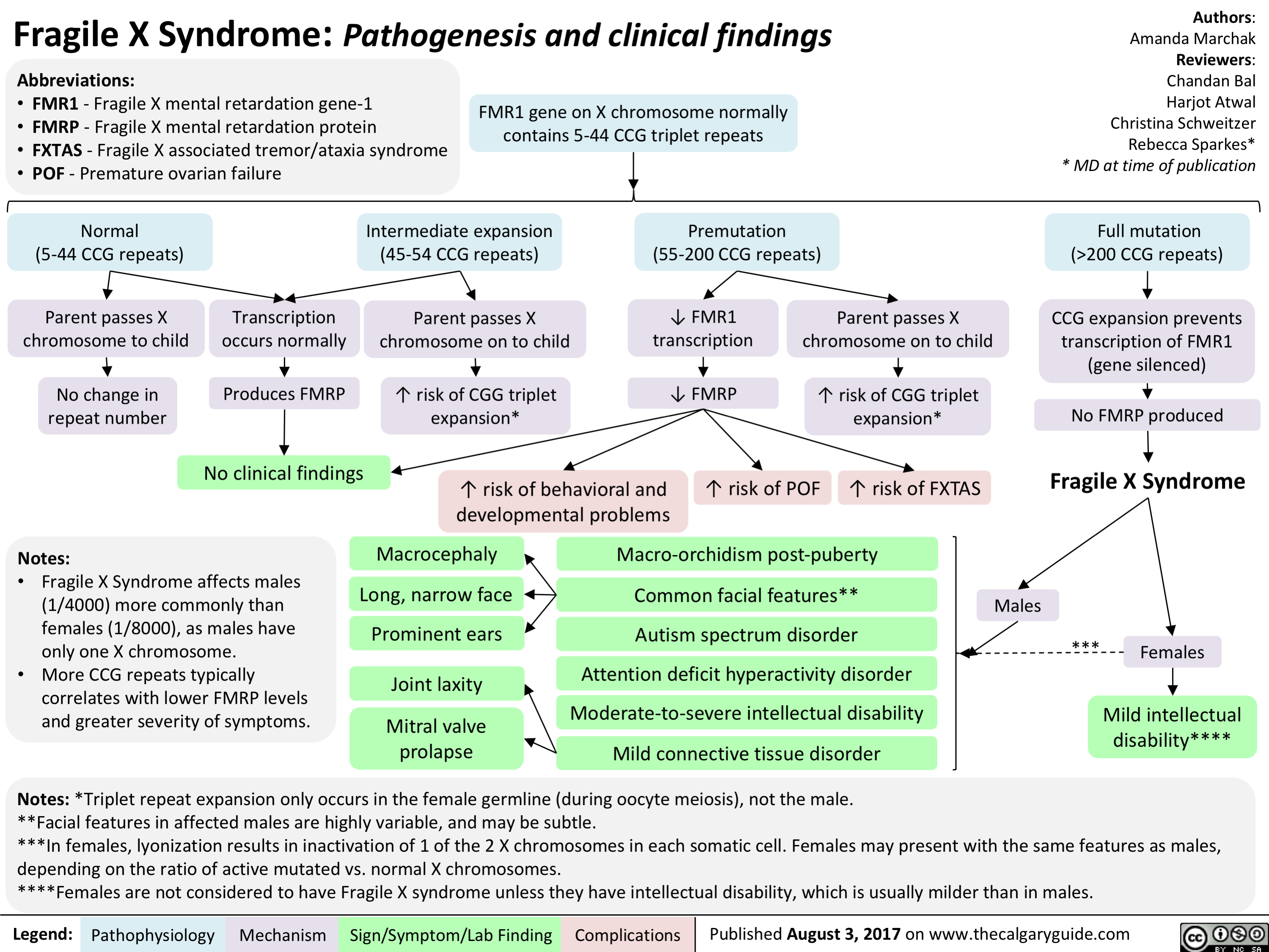 fragile-x-syndrome-pathogenesis-and-clinical-findings-calgary-guide