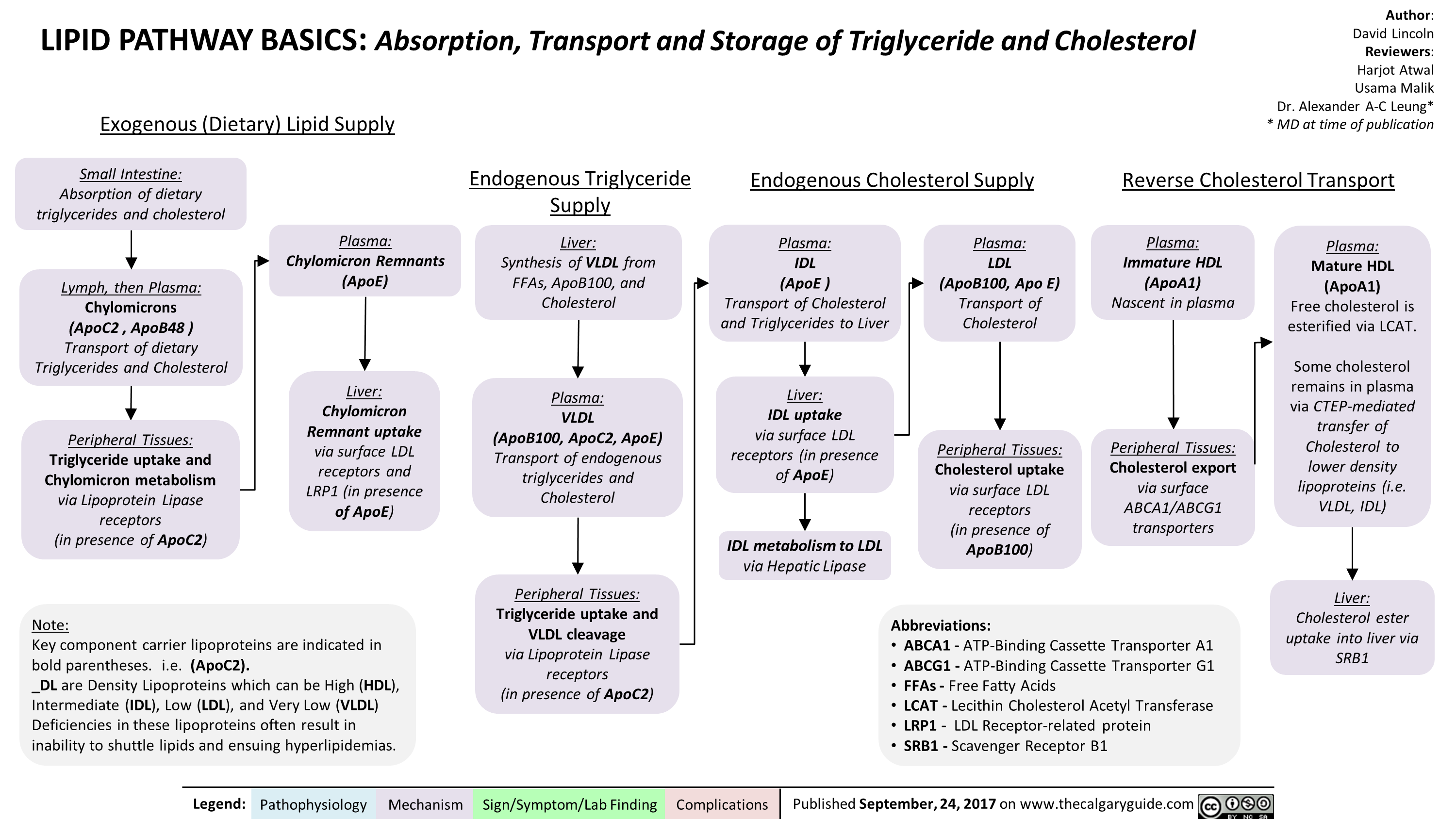 LIPID PATHWAY BASICS: Absorption, Transport and Storage of Triglyceride and Cholesterol 
Exogenous (Dietary) Lipid Supply 
Small Intestine:  Absorption of dietary triglycerides and cholesterol 
Lymph, then Plasma:  Chylomicrons (ApoC2 , ApoB48 ) Transport of dietary Triglycerides and Cholesterol 
Peripheral Tissues:  Triglyceride uptake and Chylomicron metabolism via Lipoprotein Lipase receptors (in presence of ApoC2) 
Plasma:  Chylomicron Remnants (ApoE) 
Liver:  Chylomicron Remnant uptake via surface LDL receptors and LRP1 (in presence of ApoE) 
Note:  Key component carrier lipoproteins are indicated in bold parentheses. i.e. (ApoC2). _DL are Density Lipoproteins which can be High (HDL), Intermediate (IDL), Low (LDL), and Very Low (VLDL) Deficiencies in these lipoproteins often result in inability to shuttle lipids and ensuing hyperlipidemias. 
Endogenous Triglyceride Supply  
Liver:  Synthesis of VLDL from FFAs, ApoB100, and Cholesterol 
Plasma:  VLDL (ApoB100, ApoC2, ApoE) Transport of endogenous triglycerides and Cholesterol 
Peripheral Tissues:  Triglyceride uptake and VLDL cleavage via Lipoprotein Lipase receptors (in presence of ApoC2) 
Endogenous Cholesterol Supply 
Plasma:  IDL (ApoE ) Transport of Cholesterol and Triglycerides to Liver 
Liver:  IDL uptake via surface LDL receptors (in presence of ApoE) 
IDL metabolism to LDL via Hepatic Lipase 
Plasma:  LDL (ApoB100, Apo E) Transport of Cholesterol 
Peripheral Tissues:  Cholesterol uptake via surface LDL receptors (in presence of ApoB100) 
Author: David Lincoln Reviewers: Harjot Atwal Usama Malik Dr. Alexander A-C Leung* * MD at time of publication 
Reverse Cholesterol Transport 
Plasma:  Immature HDL (ApoAl) Nascent in plasma 
• 
Peripheral Tissues: Cholesterol export via surface ABCA1/ABCG1 transporters 
Abbreviations: • ABCA1 - ATP-Binding Cassette Transporter Al • ABCG1 - ATP-Binding Cassette Transporter G1 • FFAs - Free Fatty Acids • LCAT - Lecithin Cholesterol Acetyl Transferase • LRP1 - LDL Receptor-related protein • SRB1 - Scavenger Receptor B1 
Plasma:  Mature HDL (ApoAl) Free cholesterol is esterified via LCAT. 
Some cholesterol remains in plasma via CTEP-mediated transfer of Cholesterol to lower density lipoproteins (i.e. VLDL, IDL) 
Liver:  Cholesterol ester uptake into liver via SRB1 
Legend: Pathophysiology Mechanism Sign/Symptom/Lab Finding Complications Published September, 24,2017 on www.thecalgaryguide.com
