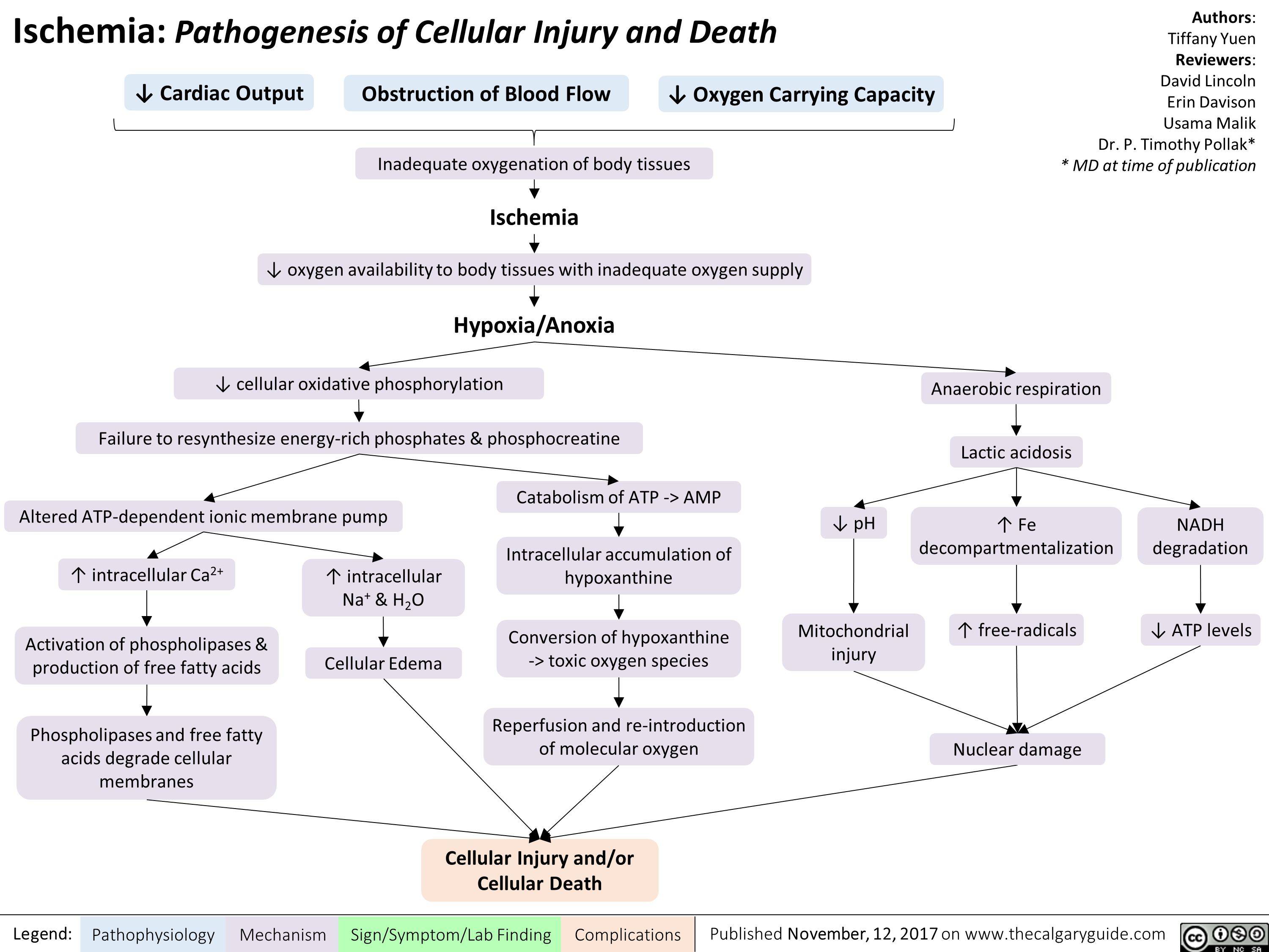 Ischemia: Pathogenesis of Cellular Injury and Death 
4, Cardiac Output 
Obstruction of Blood Flow 
4, Oxygen Carrying Capacity 
Inadequate oxygenation of body tissues 
• lschemia • 
4, oxygen availability to body tissues with inadequate oxygen supply 
• Hypoxia/Anoxia 
4, cellular oxidative phosphorylation 
Authors: Tiffany Yuen Reviewers: David Lincoln Erin Davison Usama Malik Dr. P. Timothy Pollak* * MD at time of publication 
Anaerobic respiration 
• vir Failure to resynthesize energy-rich phosphates & phosphocreatine 
Catabolism of ATP -> AMP Altered ATP-dependent ionic membrane pump Intracellular accumulation of intracellular Ca2+ intracellular hypoxanthine & H2O Conversion of hypoxanthine Activation of phospholipases & Cellular Edema production of free fatty acids -> toxic oxygen species Reperfusion and re-introduction Phospholipases and free fatty acids degrade cellular membranes of molecular oxygen 
Legend: 
Pathophysiology Mechanism 
Cellular Injury and/or Cellular Death 
Sign/Symptom/Lab Finding 
Complications 
4, pH 
Lactic acidosis 
• 
1` Fe decompartmentalization 
Mitochondrial injury 
1` free-radicals 
NADH degradation 
4, ATP levels 

Nuclear damage 