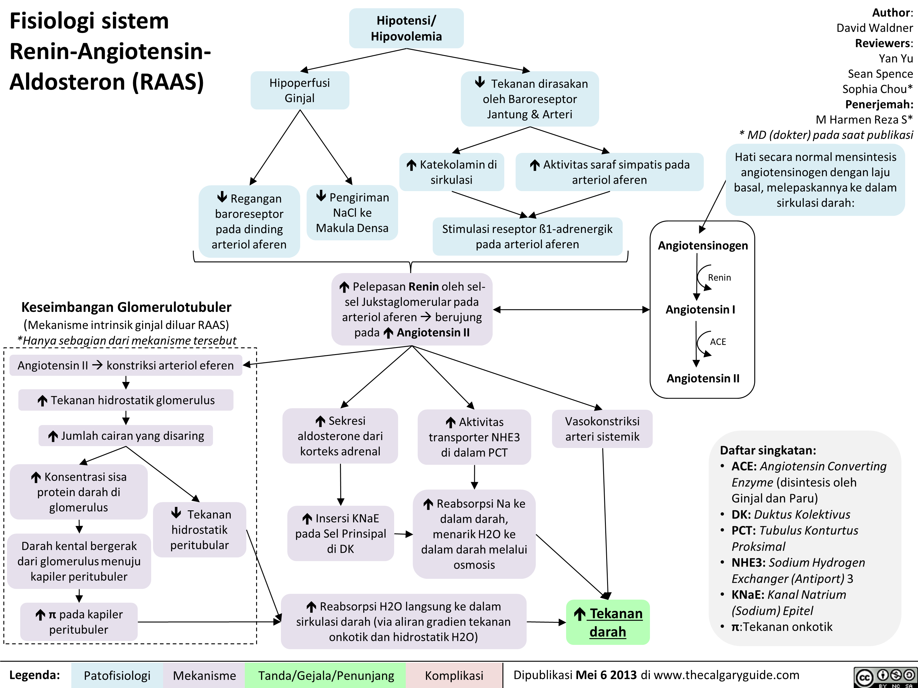 Fisiologi sistem Renin-Angiotensin-Aldosteron (RAAS) | Calgary Guide