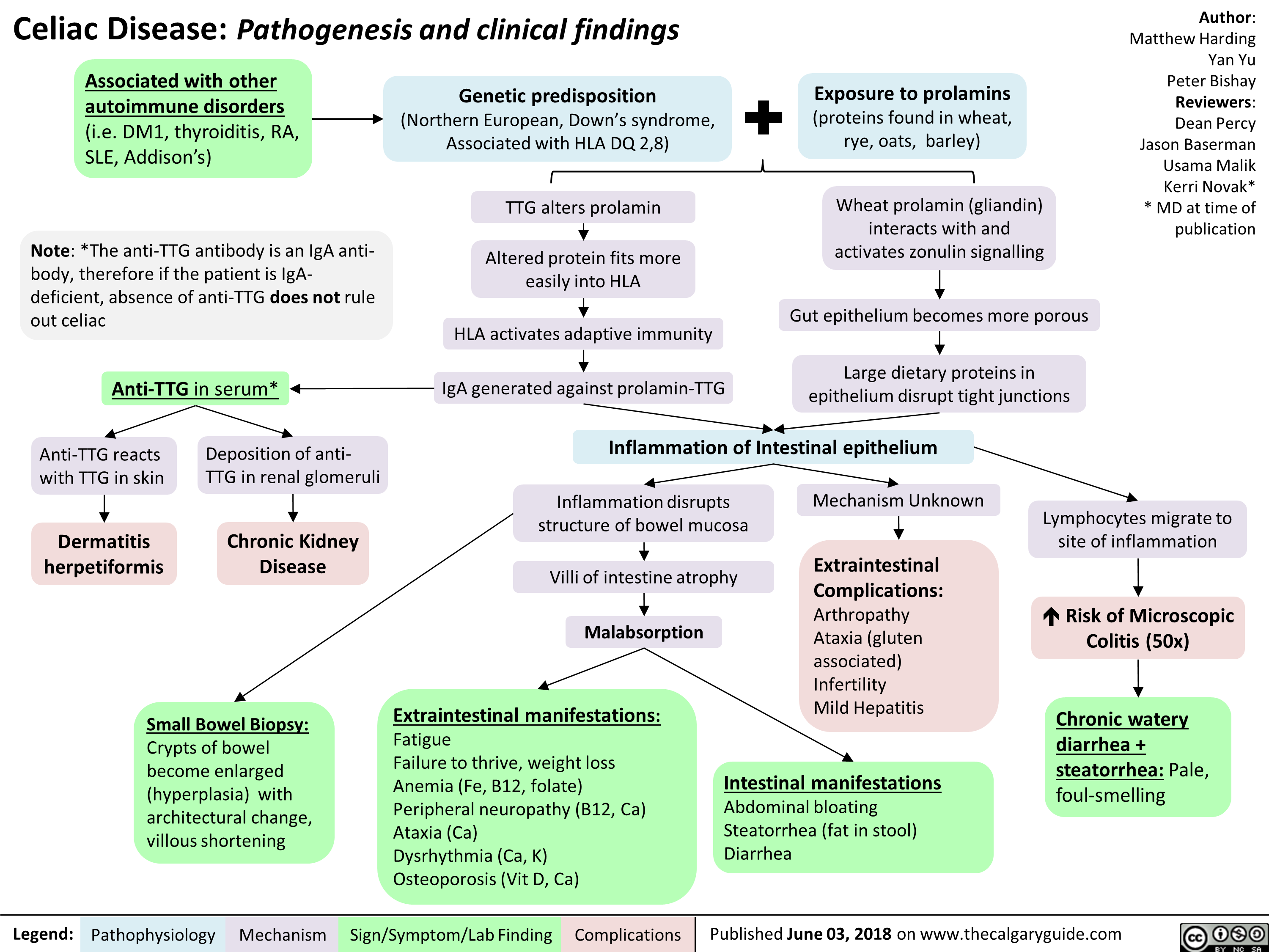 Celiac Disease: Pathogenesis and clinical findings 
Associated with other  autoimmune disorders  (i.e. DM1, thyroiditis, RA, SLE, Addison's) 
Genetic predisposition -■ (Northern European, Down's syndrome, Associated with HLA DQ 2,8) 
Note: *The anti-TTG antibody is an IgA anti-body, therefore if the patient is IgA-deficient, absence of anti-TTG does not rule out celiac 
Anti-TTG in serum*  

Anti-TTG reacts with TTG in skin 
Deposition of anti-TTG in renal glomeruli 

Dermatitis herpetiformis 
Chronic Kidney Disease 
Small Bowel Biopsy:  Crypts of bowel become enlarged (hyperplasia) with architectural change, villous shortening 
Legend: Pathophysiology 
Mechanism 
Exposure to prolamins (proteins found in wheat, rye, oats, barley) 
TTG alters prolamin Altered protein fits more easily into HLA 
HLA activates adaptive immunity 
IgA generated against prolamin-TTG 
Wheat prolamin (gliandin) interacts with and activates zonulin signalling 
Gut epithelium becomes more porous 
Large dietary proteins in epithelium disrupt tight junctions 
Author: Matthew Harding Yan Yu Peter Bishay Reviewers: Dean Percy Jason Baserman Usama Malik Kerri Novak* * MD at time of publication 
Inflammation of Intestinal epithelium Inflammation disrupts structure of bowel mucosa Mechanism Unknown Lymphocytes migrate to site of inflammation Extraintestinal Complications: Arthropathy Ataxia (gluten associated) Infertility Mild Hepatitis Villi of intestine atrophy Risk of Microscopic Colitis (50x) Malabsorption Extraintestinal manifestations: Chronic watery Fatigue Failure to thrive, weight loss Anemia (Fe, B12, folate) Peripheral neuropathy (B12, Ca) Ataxia (Ca) Dysrhythmia (Ca, K) Osteoporosis (Vit D, Ca) diarrhea + Intestinal manifestations steatorrhea: Pale, foul-smelling Abdominal bloating Steatorrhea (fat in stool) Diarrhea