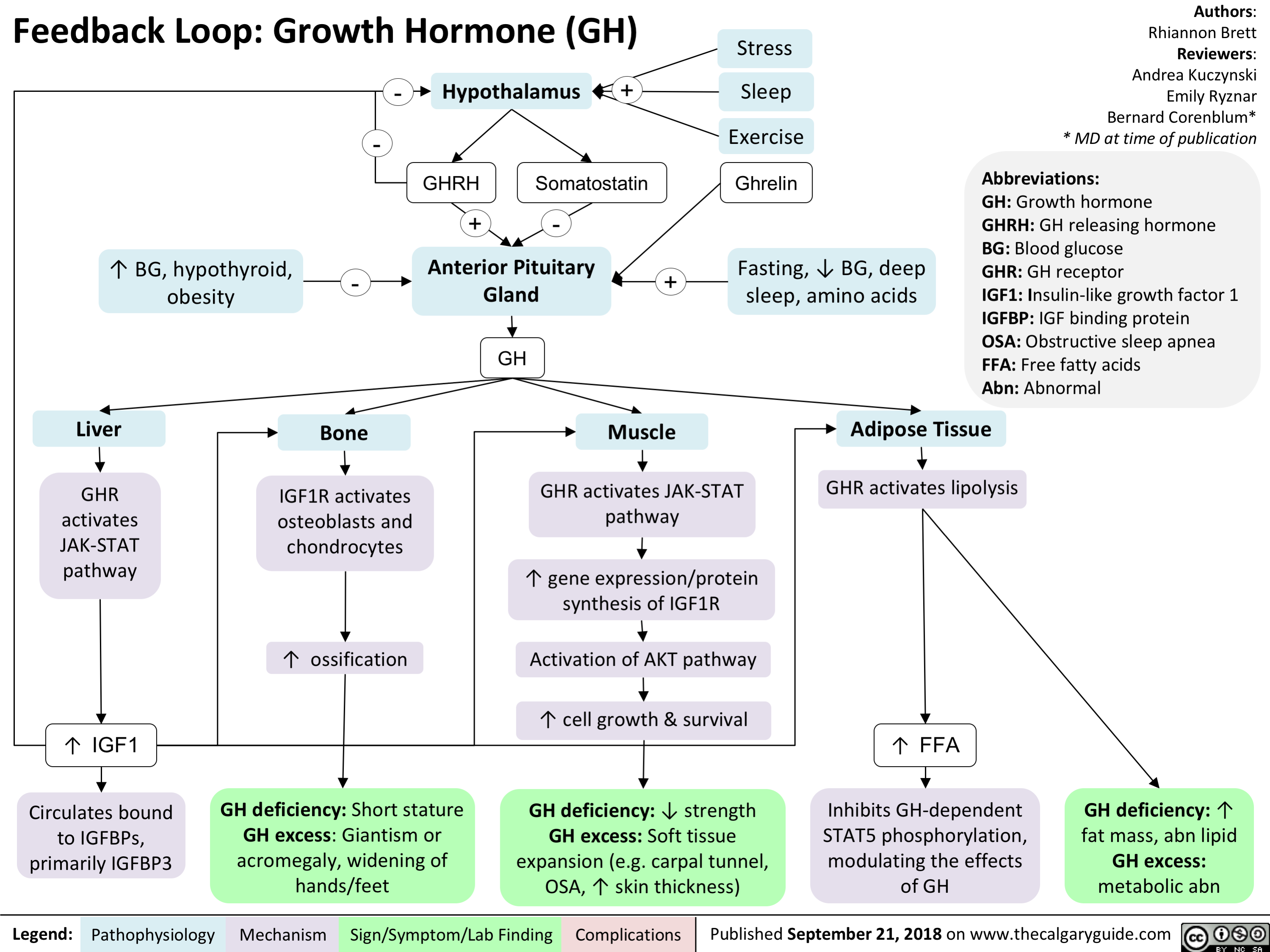 Feedback Loop Growth Hormone GH Calgary Guide