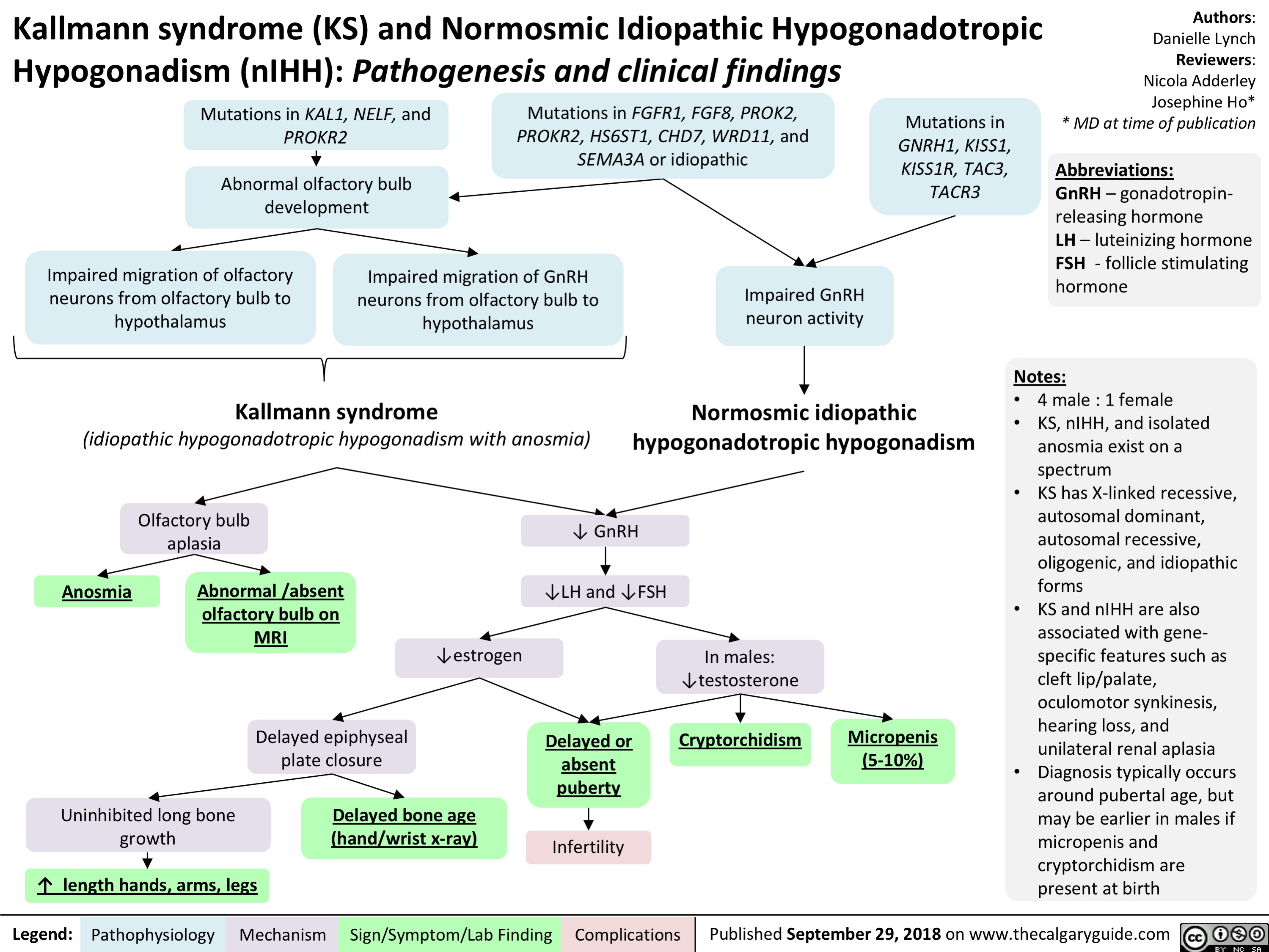 Kallmann syndrome (KS) and Normosmic Idiopathic Hypogonadotropic Hypogonadism (nIHH): Pathogenesis and clinical findings
Authors: Danielle Lynch Reviewers: Nicola Adderley Josephine Ho* * MD at time of publication
Abbreviations:
GnRH – gonadotropin- releasing hormone
LH – luteinizing hormone FSH - follicle stimulating hormone
Notes:
• 4 male : 1 female
• KS, nIHH, and isolated
anosmia exist on a
spectrum
• KS has X-linked recessive,
autosomal dominant, autosomal recessive,
oligogenic, and idiopathic
forms
• KS and nIHH are also
associated with gene- specific features such as
cleft lip/palate, oculomotor synkinesis, hearing loss, and unilateral renal aplasia
• Diagnosis typically occurs around pubertal age, but may be earlier in males if micropenis and cryptorchidism are present at birth
   Mutations in KAL1, NELF, and PROKR2
Abnormal olfactory bulb development
Mutations in FGFR1, FGF8, PROK2, PROKR2, HS6ST1, CHD7, WRD11, and SEMA3A or idiopathic
Mutations in
GNRH1, KISS1, KISS1R, TAC3, TACR3
           Impaired migration of olfactory neurons from olfactory bulb to hypothalamus
Impaired migration of GnRH neurons from olfactory bulb to hypothalamus
Impaired GnRH neuron activity
     Kallmann syndrome
(idiopathic hypogonadotropic hypogonadism with anosmia)
Normosmic idiopathic hypogonadotropic hypogonadism
          Anosmia
Olfactory bulb aplasia
Abnormal /absent olfactory bulb on MRI
↓ GnRH ↓LH and ↓FSH
Delayed or absent puberty
Infertility
     ↓estrogen
In males: ↓testosterone
Cryptorchidism
          Delayed epiphyseal plate closure
Micropenis (5-10%)
        Uninhibited long bone growth
↑ length hands, arms, legs
Delayed bone age (hand/wrist x-ray)
      Legend:
 Pathophysiology
 Mechanism
Sign/Symptom/Lab Finding
  Complications
Published September 29, 2018 on www.thecalgaryguide.com
   