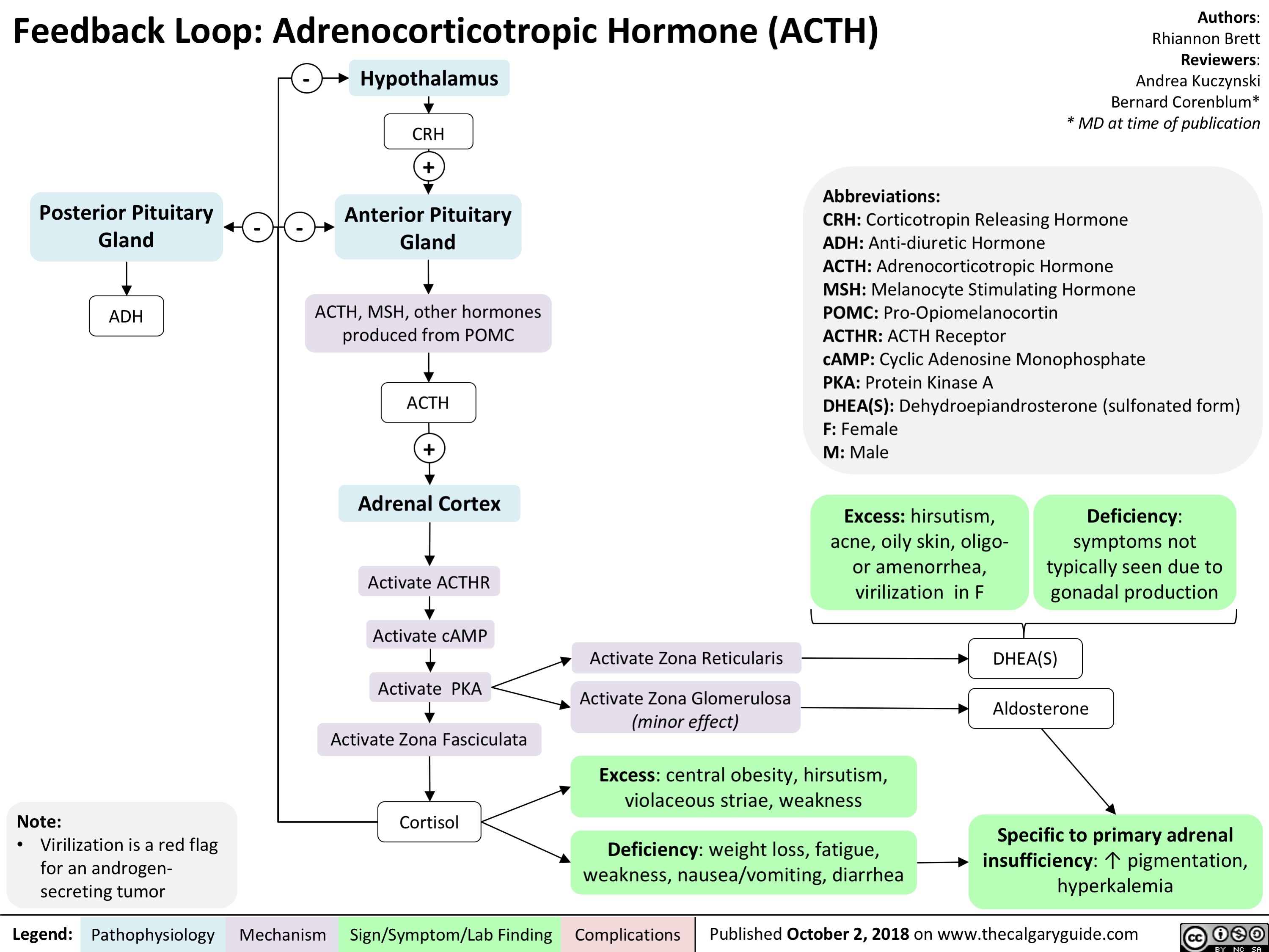 Feedback Loop: Adrenocorticotropic Hormone (ACTH)
Authors: Rhiannon Brett Reviewers: Andrea Kuczynski Bernard Corenblum* * MD at time of publication
          Posterior Pituitary Gland
ADH
-
-
-
Hypothalamus
CRH
+
Anterior Pituitary Gland
ACTH, MSH, other hormones produced from POMC
ACTH
+
Adrenal Cortex
Activate ACTHR
Activate cAMP Activate PKA Activate Zona Fasciculata
Cortisol
Abbreviations:
CRH: Corticotropin Releasing Hormone
ADH: Anti-diuretic Hormone
ACTH: Adrenocorticotropic Hormone
MSH: Melanocyte Stimulating Hormone
POMC: Pro-Opiomelanocortin
ACTHR: ACTH Receptor
cAMP: Cyclic Adenosine Monophosphate
PKA: Protein Kinase A
DHEA(S): Dehydroepiandrosterone (sulfonated form) F: Female
M: Male
              Excess: hirsutism, acne, oily skin, oligo- or amenorrhea, virilization in F
Deficiency: symptoms not typically seen due to gonadal production
                     Note:
Activate Zona Reticularis Activate Zona Glomerulosa
(minor effect)
Excess: central obesity, hirsutism, violaceous striae, weakness
Deficiency: weight loss, fatigue, weakness, nausea/vomiting, diarrhea
DHEA(S) Aldosterone
Specific to primary adrenal insufficiency: ↑ pigmentation, hyperkalemia
   • Virilization is a red flag for an androgen- secreting tumor
  Legend:
 Pathophysiology
 Mechanism
Sign/Symptom/Lab Finding
  Complications
Published October 2, 2018 on www.thecalgaryguide.com
   