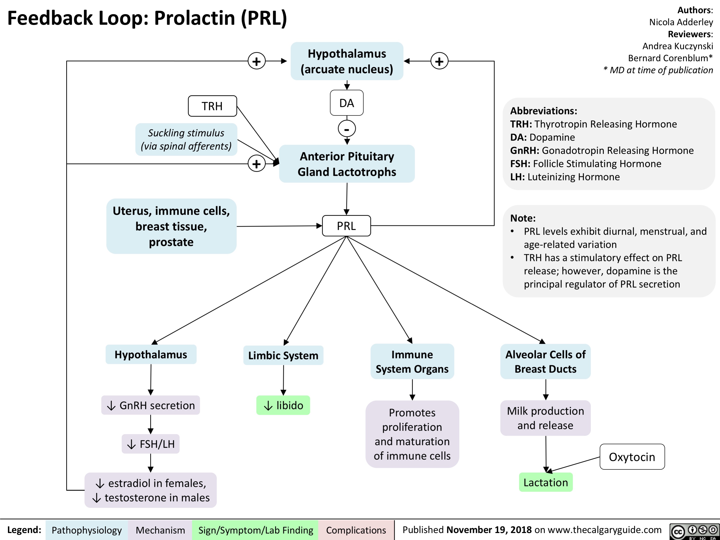 Feedback Loop: Prolactin (PRL)
Authors: Nicola Adderley Reviewers: Andrea Kuczynski Bernard Corenblum* * MD at time of publication
Abbreviations:
TRH: Thyrotropin Releasing Hormone
DA: Dopamine
GnRH: Gonadotropin Releasing Hormone FSH: Follicle Stimulating Hormone
LH: Luteinizing Hormone
Note:
• PRL levels exhibit diurnal, menstrual, and age-related variation
• TRH has a stimulatory effect on PRL release; however, dopamine is the principal regulator of PRL secretion
Alveolar Cells of Breast Ducts
Milk production and release
Lactation
         TRH
Suckling stimulus (via spinal afferents)
+
+
Hypothalamus + (arcuate nucleus)
DA
-
Anterior Pituitary Gland Lactotrophs
        Uterus, immune cells, breast tissue, prostate
PRL
         Hypothalamus
↓ GnRH secretion ↓ FSH/LH
↓ estradiol in females, ↓ testosterone in males
Limbic System
↓ libido
Immune System Organs
Promotes proliferation and maturation of immune cells
            Oxytocin
     Legend:
 Pathophysiology
 Mechanism
Sign/Symptom/Lab Finding
  Complications
Published November 19, 2018 on www.thecalgaryguide.com
   