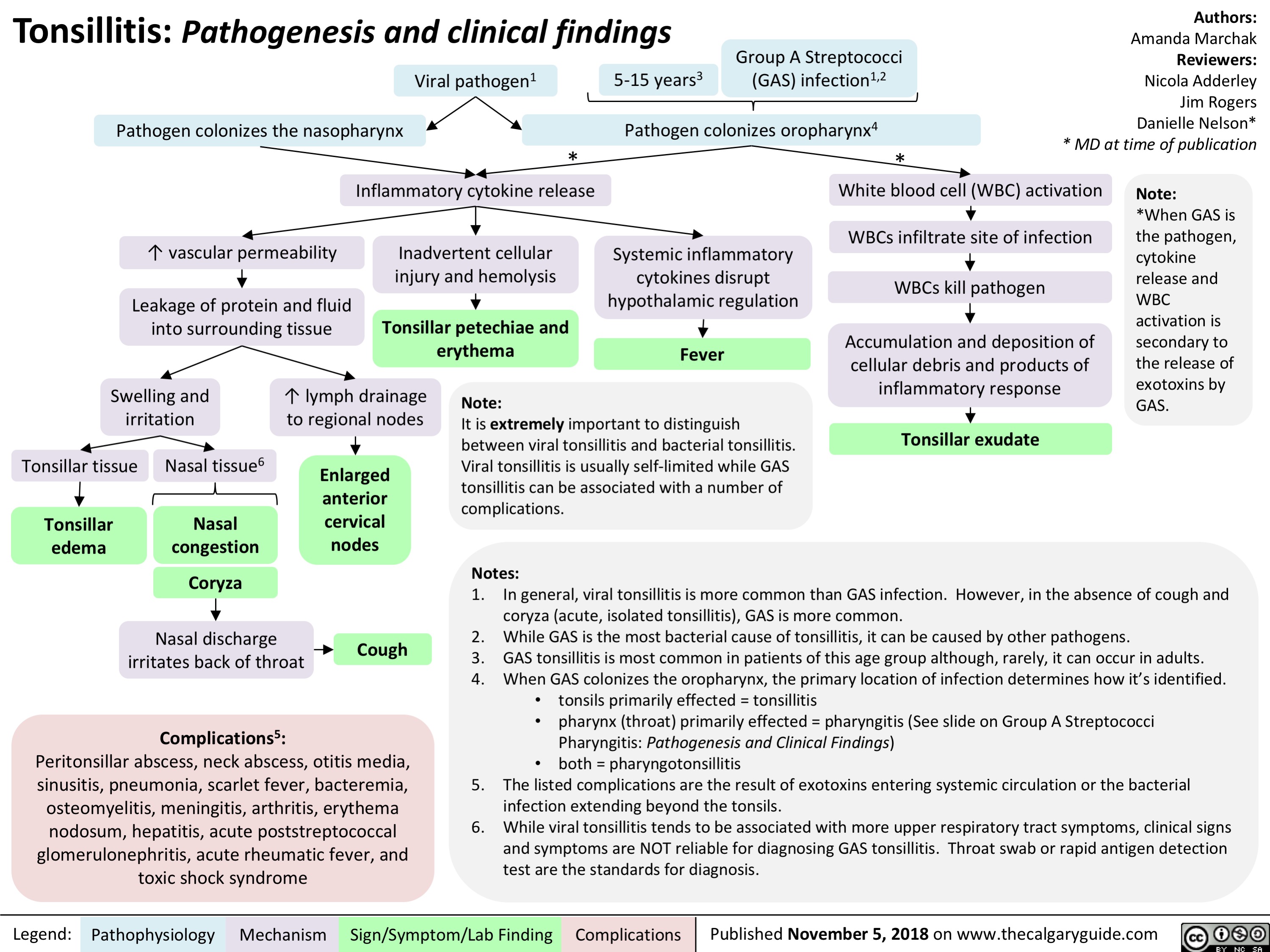 Tonsillitis: Pathogenesis and clinical findings
Group A Streptococci (GAS) infection1,2
Authors:
Amanda Marchak
Reviewers:
Nicola Adderley Jim Rogers Danielle Nelson* * MD at time of publication
   Viral pathogen1
5-15 years3
     Pathogen colonizes the nasopharynx
Pathogen colonizes oropharynx4 **
             ↑ vascular permeability Leakage of protein and fluid
into surrounding tissue
Inflammatory cytokine release
Inadvertent cellular injury and hemolysis
Tonsillar petechiae and erythema
Systemic inflammatory cytokines disrupt hypothalamic regulation
Fever
White blood cell (WBC) activation WBCs infiltrate site of infection
WBCs kill pathogen
Accumulation and deposition of cellular debris and products of inflammatory response
Tonsillar exudate
Note:
*When GAS is the pathogen, cytokine release and WBC activation is secondary to the release of exotoxins by GAS.
               Swelling and irritation
↑ lymph drainage to regional nodes
Enlarged anterior cervical nodes
Cough
Note:
It is extremely important to distinguish between viral tonsillitis and bacterial tonsillitis. Viral tonsillitis is usually self-limited while GAS tonsillitis can be associated with a number of complications.
Notes:
       Tonsillar tissue
Tonsillar edema
Nasal tissue6
Nasal congestion
Coryza
Nasal discharge irritates back of throat
Complications5:
            Peritonsillar abscess, neck abscess, otitis media, sinusitis, pneumonia, scarlet fever, bacteremia, osteomyelitis, meningitis, arthritis, erythema nodosum, hepatitis, acute poststreptococcal glomerulonephritis, acute rheumatic fever, and toxic shock syndrome
1. In general, viral tonsillitis is more common than GAS infection. However, in the absence of cough and coryza (acute, isolated tonsillitis), GAS is more common.
2. While GAS is the most bacterial cause of tonsillitis, it can be caused by other pathogens.
3. GAS tonsillitis is most common in patients of this age group although, rarely, it can occur in adults.
4. When GAS colonizes the oropharynx, the primary location of infection determines how it’s identified.
• tonsils primarily effected = tonsillitis
• pharynx (throat) primarily effected = pharyngitis (See slide on Group A Streptococci
Pharyngitis: Pathogenesis and Clinical Findings) • both = pharyngotonsillitis
5. The listed complications are the result of exotoxins entering systemic circulation or the bacterial infection extending beyond the tonsils.
6. While viral tonsillitis tends to be associated with more upper respiratory tract symptoms, clinical signs and symptoms are NOT reliable for diagnosing GAS tonsillitis. Throat swab or rapid antigen detection test are the standards for diagnosis.
 Legend:
 Pathophysiology
 Mechanism
Sign/Symptom/Lab Finding
  Complications
Published November 5, 2018 on www.thecalgaryguide.com
   