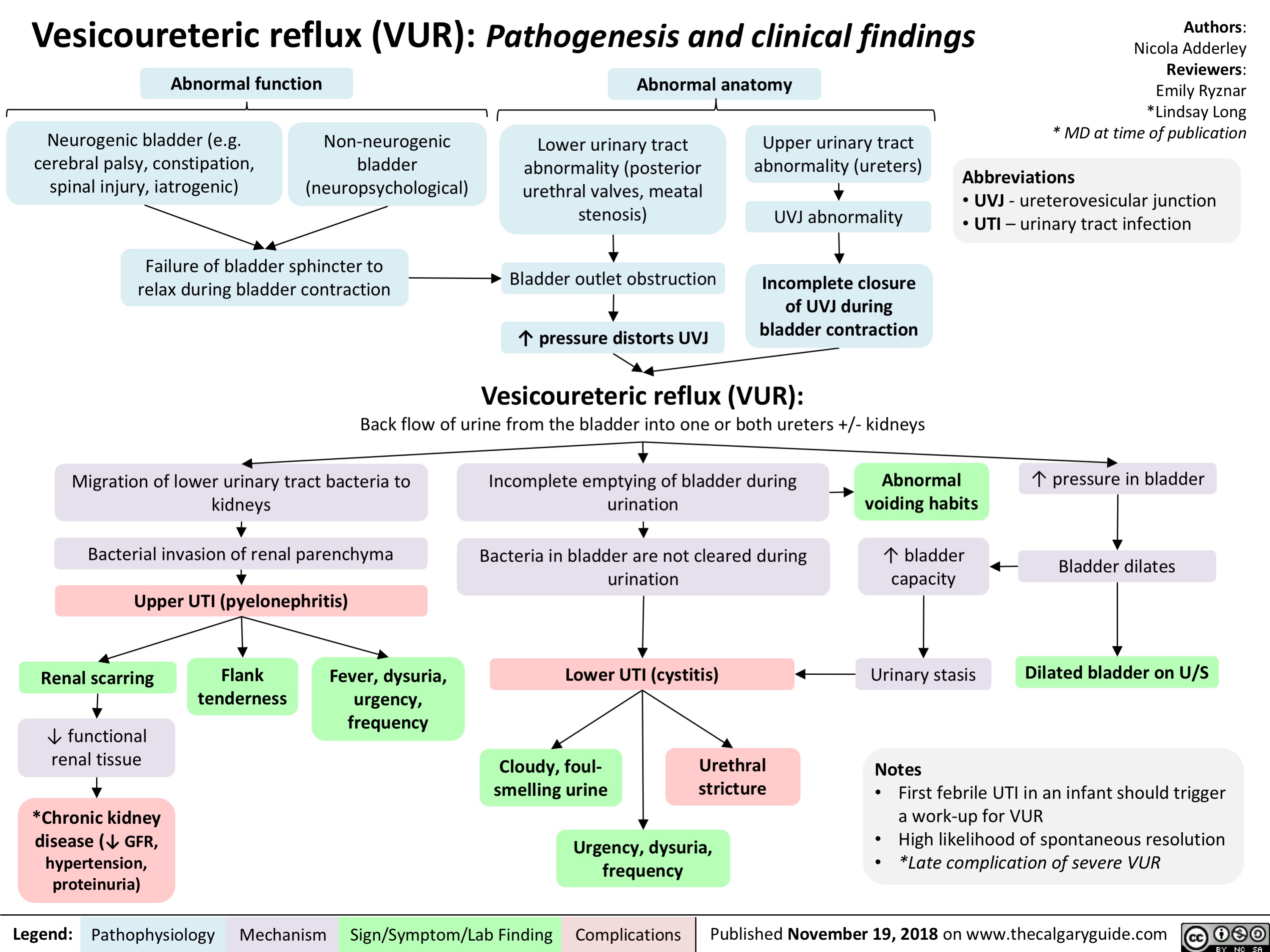 Vesicoureteric reflux (VUR): Pathogenesis and clinical findings
Authors: Nicola Adderley Reviewers: Emily Ryznar *Lindsay Long * MD at time of publication
  Abnormal function
Abnormal anatomy
      Neurogenic bladder (e.g. cerebral palsy, constipation, spinal injury, iatrogenic)
Non-neurogenic bladder (neuropsychological)
Lower urinary tract abnormality (posterior urethral valves, meatal stenosis)
Bladder outlet obstruction
↑ pressure distorts UVJ
Upper urinary tract abnormality (ureters)
UVJ abnormality
Incomplete closure of UVJ during bladder contraction
Abbreviations
• UVJ - ureterovesicular junction • UTI – urinary tract infection
        Failure of bladder sphincter to relax during bladder contraction
        Vesicoureteric reflux (VUR):
Back flow of urine from the bladder into one or both ureters +/- kidneys
      Migration of lower urinary tract bacteria to kidneys
Bacterial invasion of renal parenchyma
Upper UTI (pyelonephritis)
Incomplete emptying of bladder during     Abnormal
↑ pressure in bladder
Bladder dilates
Dilated bladder on U/S
urination
Bacteria in bladder are not cleared during urination
voiding habits
↑ bladder capacity
                   Renal scarring
↓ functional renal tissue
*Chronic kidney disease (↓ GFR,
hypertension, proteinuria)
Flank tenderness
Fever, dysuria, urgency, frequency
Lower UTI (cystitis)       Urinary stasis
      Cloudy, foul- smelling urine
Urethral stricture
Notes
   Urgency, dysuria, frequency
• First febrile UTI in an infant should trigger a work-up for VUR
• High likelihood of spontaneous resolution • *Late complication of severe VUR
 Legend:
 Pathophysiology
 Mechanism
Sign/Symptom/Lab Finding
  Complications
Published November 19, 2018 on www.thecalgaryguide.com
   