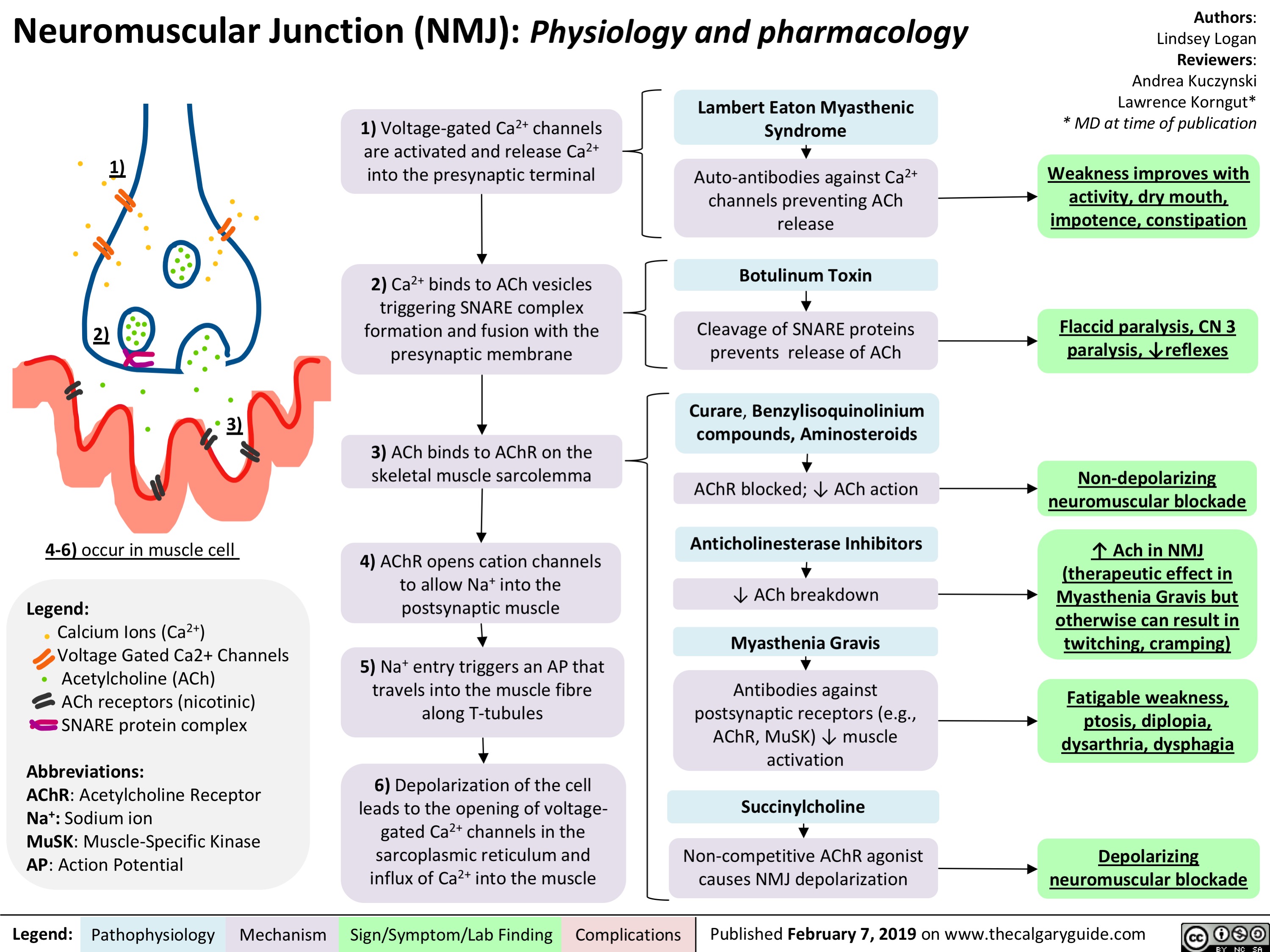 Neuromuscular Junction (NMJ)- Physiology and pharmacology calcium ion ions voltage gated ca2+ channels acetylcholine ACh receptors nicotinic SNARE protein complex AChR receptor sodium muscle specific kinase action potential voltage gated Ca2+ channels activated release presynaptic terminal binds 