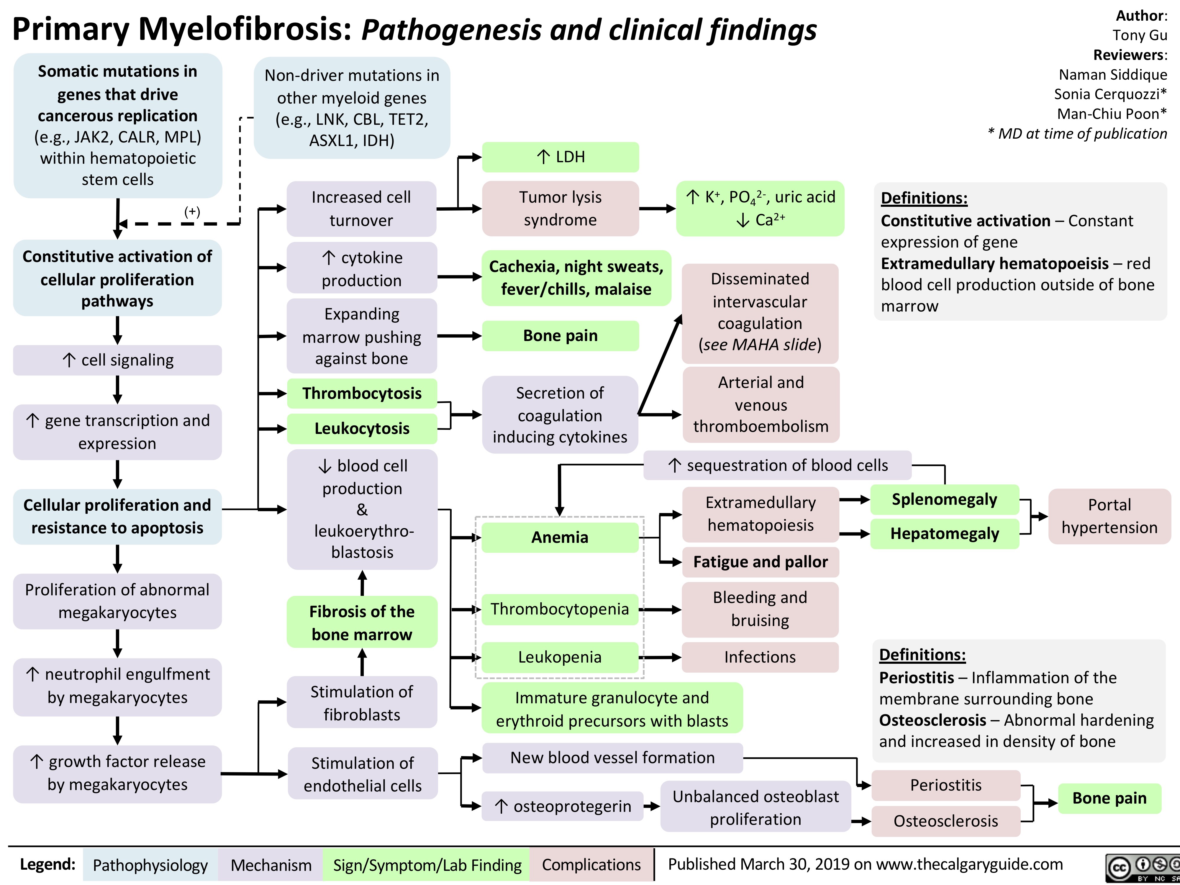 Primary Myelofibrosis: Pathogenesis and clinical findings
Legend: Published March 30, 2019 on www.Pathophysiology Mechanism Sign/Symptom/Lab Finding Complications thecalgaryguide.com
Author:
Tony Gu
Reviewers:
Naman Siddique
Sonia Cerquozzi*
Man-Chiu Poon*
* MD at time of publication
Definitions:
Constitutive activation – Constant
expression of gene
Extramedullary hematopoeisis – red
blood cell production outside of bone
marrow
Somatic mutations in
genes that drive
cancerous replication
(e.g., JAK2, CALR, MPL)
within hematopoietic
stem cells
Non-driver mutations in
other myeloid genes
(e.g., LNK, CBL, TET2,
ASXL1, IDH)
Constitutive activation of
cellular proliferation
pathways
↑ cell signaling
↑ gene transcription and
expression
Cellular proliferation and
resistance to apoptosis
Proliferation of abnormal
megakaryocytes
↑ neutrophil engulfment
by megakaryocytes
↑ growth factor release
by megakaryocytes
Stimulation of
fibroblasts
Stimulation of
endothelial cells
New blood vessel formation
↑ osteoprotegerin Unbalanced osteoblast
proliferation Osteosclerosis
Fibrosis of the
bone marrow
Anemia
Bleeding and
bruising
Infections
Fatigue and pallor
Bone pain
Increased cell
turnover
Tumor lysis
syndrome
Cachexia, night sweats,
fever/chills, malaise
Expanding
marrow pushing
against bone
Extramedullary
hematopoiesis Hepatomegaly
Portal
hypertension
Splenomegaly
↑ LDH
Thrombocytosis
Leukocytosis
Secretion of
coagulation
inducing cytokines
Arterial and
venous
thromboembolism
↓ blood cell
production
&
leukoerythroblastosis
Thrombocytopenia
Leukopenia
↑ K+, PO4
2-, uric acid
↓ Ca2+
Bone pain
Periostitis
Immature granulocyte and
erythroid precursors with blasts
↑ cytokine
production
(+)
↑ sequestration of blood cells
Disseminated
intervascular
coagulation
(see MAHA slide)
Definitions:
Periostitis – Inflammation of the
membrane surrounding bone
Osteosclerosis – Abnormal hardening
and increased in density of bone