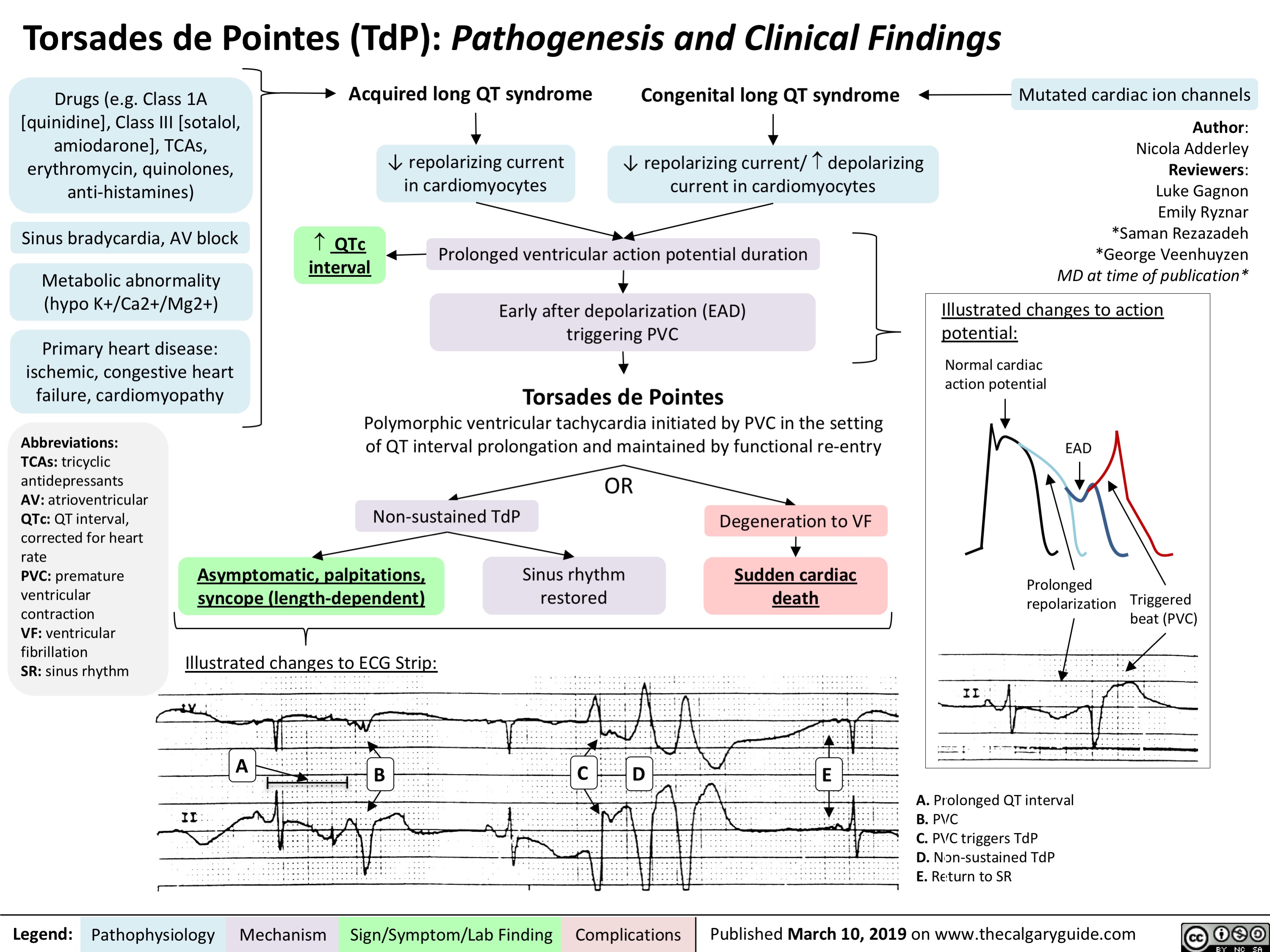 Torsades de Pointes (TdP): Pathogenesis and Clinical Findings
   Drugs (e.g. Class 1A [quinidine], Class III [sotalol,
amiodarone], TCAs, erythromycin, quinolones, anti-histamines)
Sinus bradycardia, AV block
Metabolic abnormality (hypo K+/Ca2+/Mg2+)
Primary heart disease: ischemic, congestive heart failure, cardiomyopathy
Acquired long QT syndrome
Congenital long QT syndrome
↓ repolarizing current/ ­ depolarizing current in cardiomyocytes
Mutated cardiac ion channels
Author: Nicola Adderley Reviewers: Luke Gagnon Emily Ryznar *Saman Rezazadeh *George Veenhuyzen MD at time of publication*
      ↓ repolarizing current in cardiomyocytes
    ­ QTc interval
Prolonged ventricular action potential duration
Early after depolarization (EAD) triggering PVC
Torsades de Pointes
         Illustrated changes to action potential:
Normal cardiac action potential
EAD
         Abbreviations: TCAs: tricyclic antidepressants AV: atrioventricular QTc: QT interval, corrected for heart rate
PVC: premature ventricular contraction
VF: ventricular fibrillation
SR: sinus rhythm
Polymorphic ventricular tachycardia initiated by PVC in the setting of QT interval prolongation and maintained by functional re-entry
      Non-sustained TdP
Asymptomatic, palpitations, syncope (length-dependent)
Illustrated changes to ECG Strip:
OR
Sinus rhythm restored
Degeneration to VF
Sudden cardiac death
       Prolonged repolarization
Triggered beat (PVC)
           A
BCDE
              A. Prolonged QT interval B. PVC
C. PVC triggers TdP
D. Non-sustained TdP
E. Return to SR
   Legend:
 Pathophysiology
 Mechanism
Sign/Symptom/Lab Finding
  Complications
Published March 10, 2019 on www.thecalgaryguide.com
   