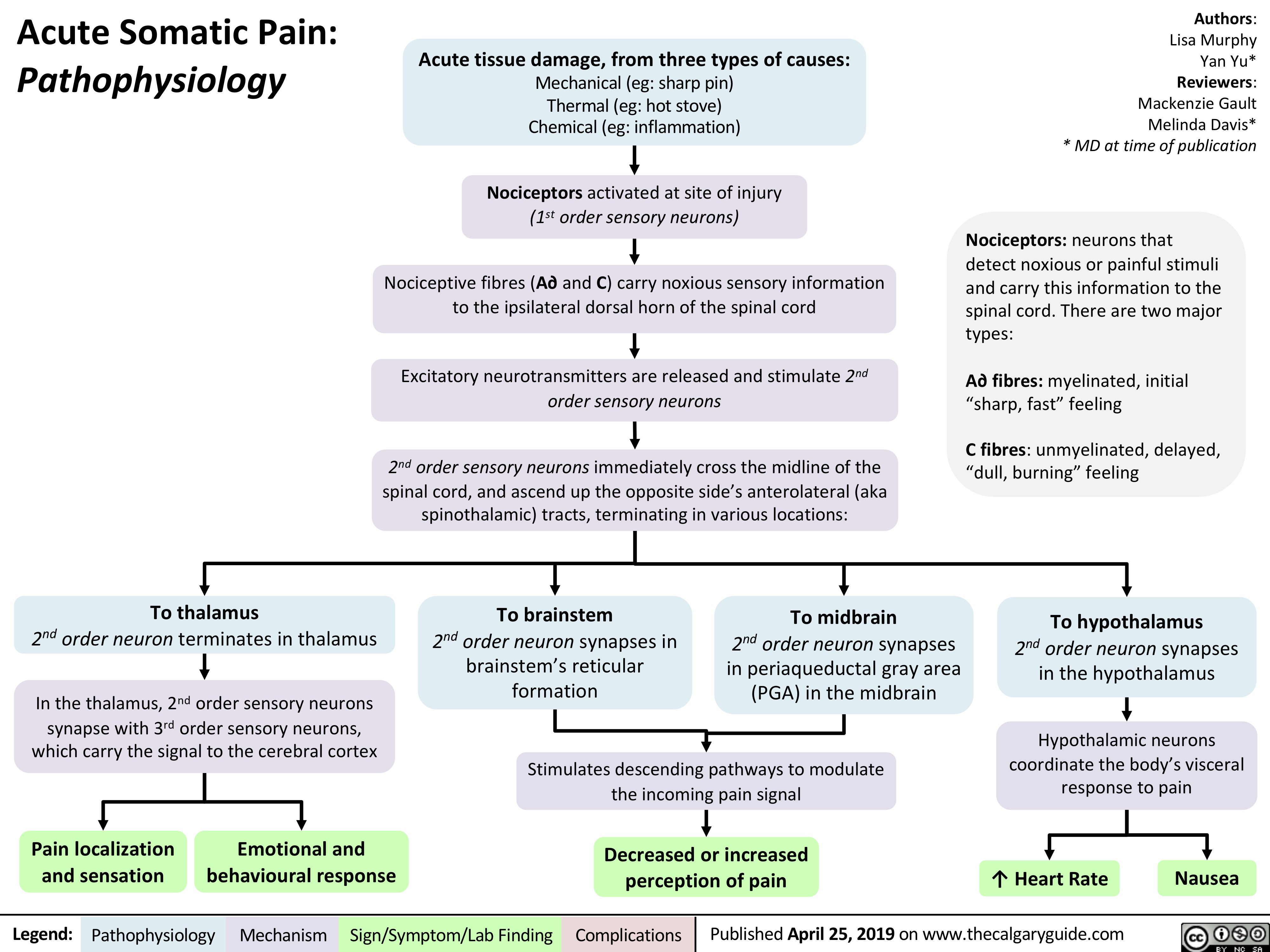 Acute Somatic Pain:
Pathophysiology
Acute tissue damage, from three types of causes:
Mechanical (eg: sharp pin) Thermal (eg: hot stove) Chemical (eg: inflammation)
Nociceptors activated at site of injury (1st order sensory neurons)
Nociceptive fibres (A∂ and C) carry noxious sensory information to the ipsilateral dorsal horn of the spinal cord
Excitatory neurotransmitters are released and stimulate 2nd order sensory neurons
2nd order sensory neurons immediately cross the midline of the spinal cord, and ascend up the opposite side’s anterolateral (aka spinothalamic) tracts, terminating in various locations:
Authors: Lisa Murphy Yan Yu* Reviewers: Mackenzie Gault Melinda Davis* * MD at time of publication
Nociceptors: neurons that detect noxious or painful stimuli and carry this information to the spinal cord. There are two major types:
A∂ fibres: myelinated, initial “sharp, fast” feeling
C fibres: unmyelinated, delayed, “dull, burning” feeling
To hypothalamus
2nd order neuron synapses in the hypothalamus
Hypothalamic neurons coordinate the body’s visceral response to pain
                  2
nd
To thalamus
order neuron terminates in thalamus
To brainstem
2nd order neuron synapses in brainstem’s reticular formation
To midbrain
2nd order neuron synapses in periaqueductal gray area (PGA) in the midbrain
  In the thalamus, 2nd order sensory neurons synapse with 3rd order sensory neurons, which carry the signal to the cerebral cortex
Stimulates descending pathways to modulate the incoming pain signal
Decreased or increased perception of pain
         Pain localization and sensation
Emotional and behavioural response
↑ Heart Rate
Nausea
    Legend:
 Pathophysiology
 Mechanism
Sign/Symptom/Lab Finding
  Complications
Published April 25, 2019 on www.thecalgaryguide.com
   