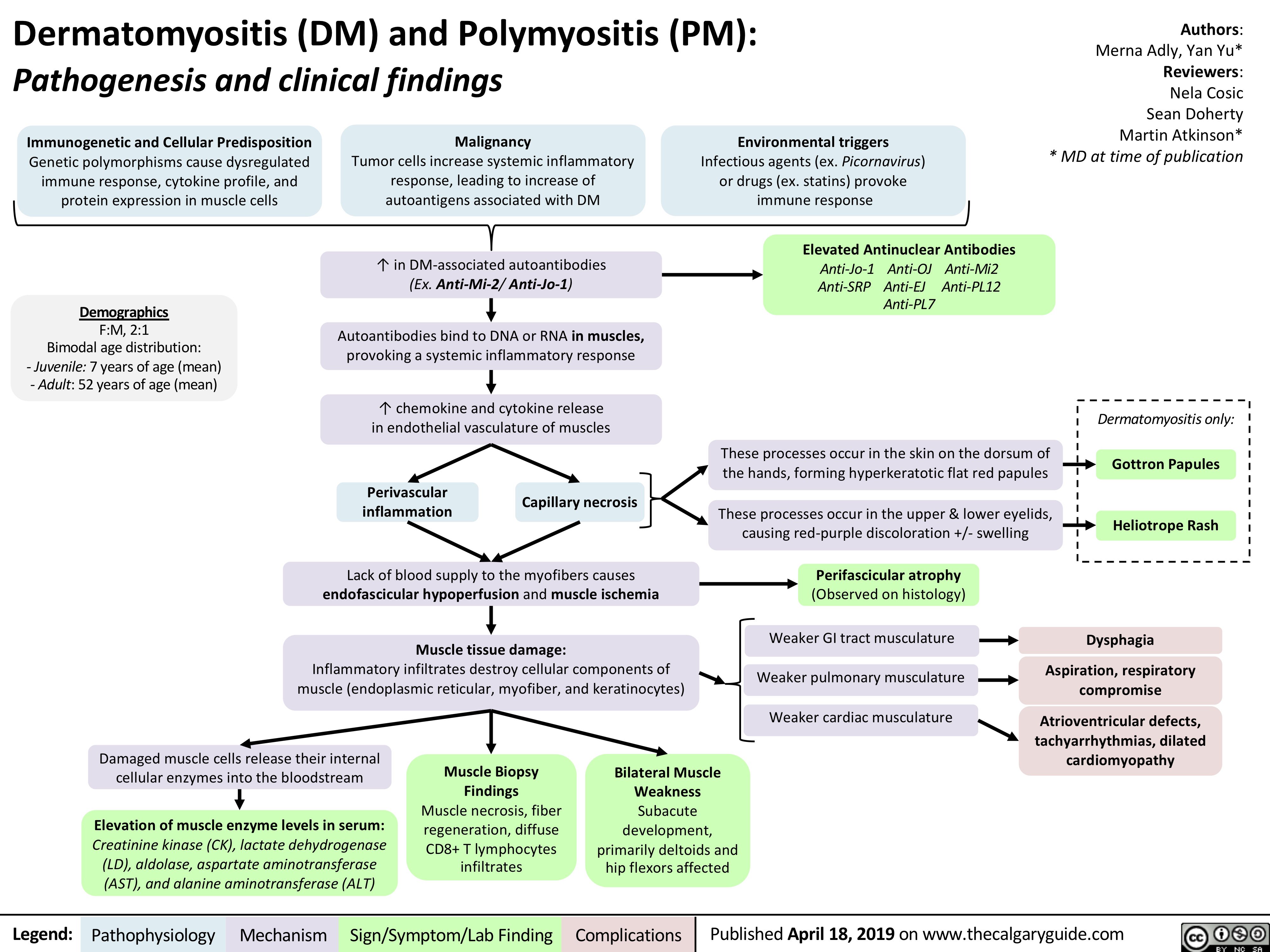 Dermatomyositis (DM) and Polymyositis (PM):
Authors: Merna Adly, Yan Yu* Reviewers: Nela Cosic Sean Doherty Martin Atkinson* * MD at time of publication
Pathogenesis and clinical findings
   Immunogenetic and Cellular Predisposition
Genetic polymorphisms cause dysregulated immune response, cytokine profile, and protein expression in muscle cells
Demographics
F:M, 2:1
Bimodal age distribution:
- Juvenile: 7 years of age (mean) - Adult: 52 years of age (mean)
Malignancy
Tumor cells increase systemic inflammatory response, leading to increase of autoantigens associated with DM
↑ in DM-associated autoantibodies
(Ex. Anti-Mi-2/ Anti-Jo-1) Autoantibodies bind to DNA or RNA in muscles,
provoking a systemic inflammatory response
↑ chemokine and cytokine release in endothelial vasculature of muscles
Perivascular Capillary necrosis inflammation
Lack of blood supply to the myofibers causes endofascicular hypoperfusion and muscle ischemia
Muscle tissue damage:
Inflammatory infiltrates destroy cellular components of muscle (endoplasmic reticular, myofiber, and keratinocytes)
Environmental triggers
Infectious agents (ex. Picornavirus) or drugs (ex. statins) provoke immune response
Elevated Antinuclear Antibodies
Anti-Jo-1 Anti-OJ Anti-Mi2 Anti-SRP Anti-EJ Anti-PL12 Anti-PL7
These processes occur in the skin on the dorsum of the hands, forming hyperkeratotic flat red papules
These processes occur in the upper & lower eyelids, causing red-purple discoloration +/- swelling
Perifascicular atrophy
(Observed on histology)
Weaker GI tract musculature Weaker pulmonary musculature Weaker cardiac musculature
           Dermatomyositis only:
Gottron Papules Heliotrope Rash
                                  Damaged muscle cells release their internal cellular enzymes into the bloodstream
Elevation of muscle enzyme levels in serum:
Creatinine kinase (CK), lactate dehydrogenase (LD), aldolase, aspartate aminotransferase (AST), and alanine aminotransferase (ALT)
Muscle Biopsy Findings Muscle necrosis, fiber regeneration, diffuse CD8+ T lymphocytes infiltrates
Bilateral Muscle Weakness Subacute development, primarily deltoids and hip flexors affected
Dysphagia
Aspiration, respiratory compromise
Atrioventricular defects, tachyarrhythmias, dilated cardiomyopathy
     Legend:
 Pathophysiology
 Mechanism
Sign/Symptom/Lab Finding
  Complications
Published April 18, 2019 on www.thecalgaryguide.com
   