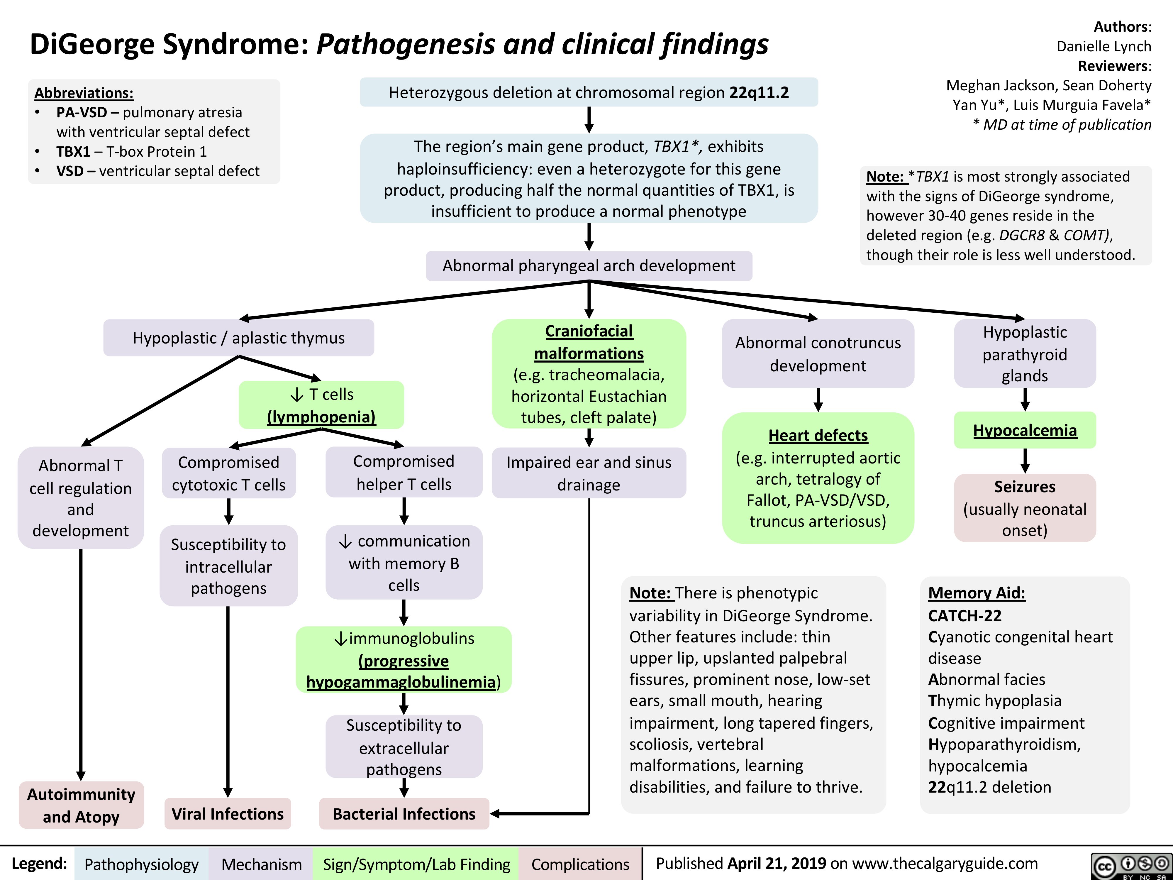 DiGeorge Syndrome: Pathogenesis and clinical findings
Authors: Danielle Lynch Reviewers: Meghan Jackson, Sean Doherty Yan Yu*, Luis Murguia Favela* * MD at time of publication
Note: *TBX1 is most strongly associated with the signs of DiGeorge syndrome, however 30-40 genes reside in the deleted region (e.g. DGCR8 & COMT), though their role is less well understood.
  Abbreviations:
• PA-VSD – pulmonary atresia
with ventricular septal defect
• TBX1 – T-box Protein 1
• VSD – ventricular septal defect
Heterozygous deletion at chromosomal region 22q11.2
The region’s main gene product, TBX1*, exhibits haploinsufficiency: even a heterozygote for this gene product, producing half the normal quantities of TBX1, is insufficient to produce a normal phenotype
Abnormal pharyngeal arch development
              Hypoplastic / aplastic thymus ↓ T cells
(lymphopenia)
Craniofacial malformations (e.g. tracheomalacia, horizontal Eustachian tubes, cleft palate)
Impaired ear and sinus drainage
Abnormal conotruncus development
Heart defects
(e.g. interrupted aortic arch, tetralogy of Fallot, PA-VSD/VSD, truncus arteriosus)
Hypoplastic parathyroid glands
Hypocalcemia Seizures
(usually neonatal onset)
Memory Aid:
CATCH-22
Cyanotic congenital heart disease
Abnormal facies
Thymic hypoplasia Cognitive impairment Hypoparathyroidism, hypocalcemia
22q11.2 deletion
               Abnormal T cell regulation
and development
Compromised cytotoxic T cells
Susceptibility to intracellular pathogens
Compromised helper T cells
↓ communication with memory B cells
↓immunoglobulins
(progressive hypogammaglobulinemia)
Susceptibility to extracellular pathogens
                    Autoimmunity and Atopy
Note: There is phenotypic variability in DiGeorge Syndrome. Other features include: thin upper lip, upslanted palpebral fissures, prominent nose, low-set ears, small mouth, hearing impairment, long tapered fingers, scoliosis, vertebral malformations, learning disabilities, and failure to thrive.
  Viral Infections
Bacterial Infections
  Legend:
 Pathophysiology
 Mechanism
Sign/Symptom/Lab Finding
  Complications
Published April 21, 2019 on www.thecalgaryguide.com
   