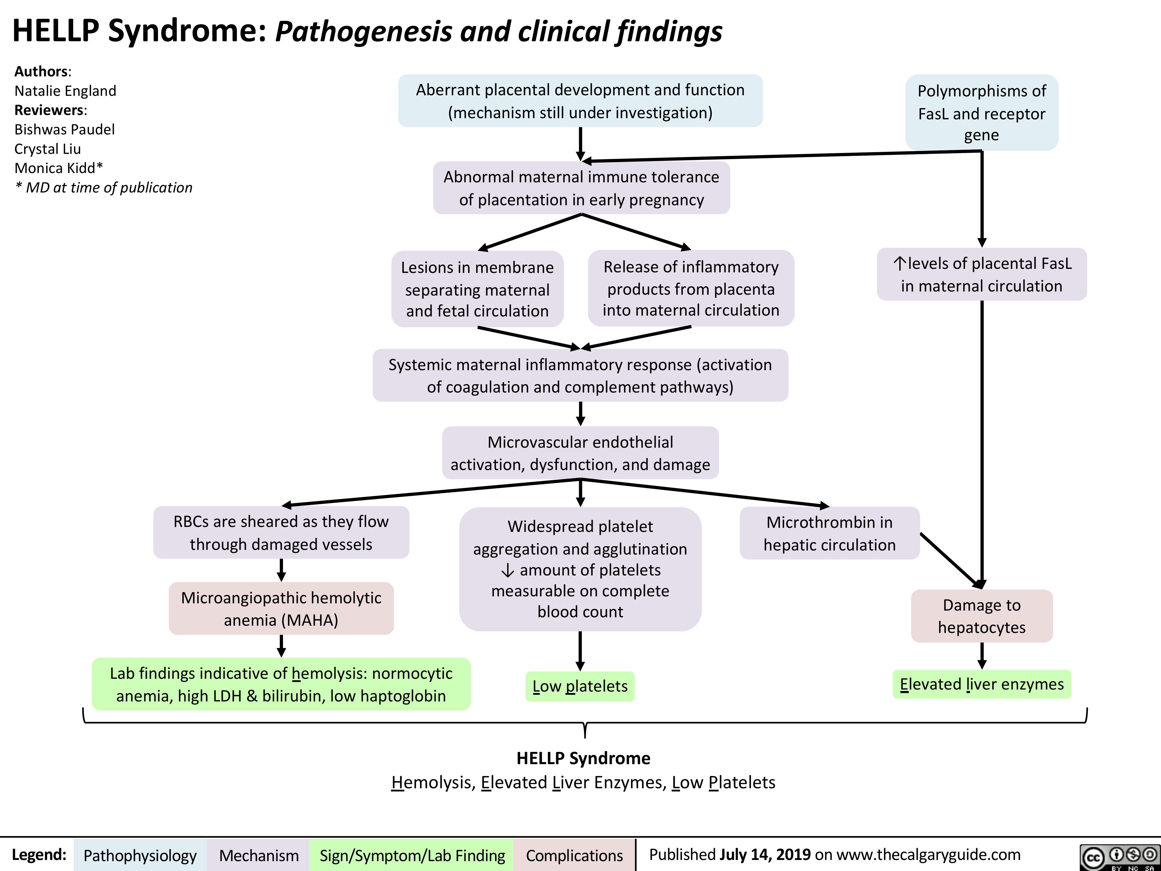Hellp Syndrome Pathogenesis And Clinical Findings Calgary Guide