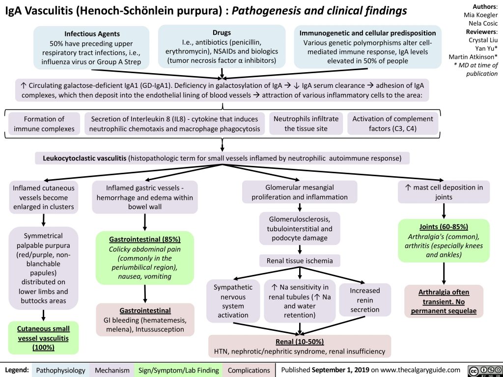 IgA Vasculitis (Henoch-Schönlein purpura) : Pathogenesis and clinical findings