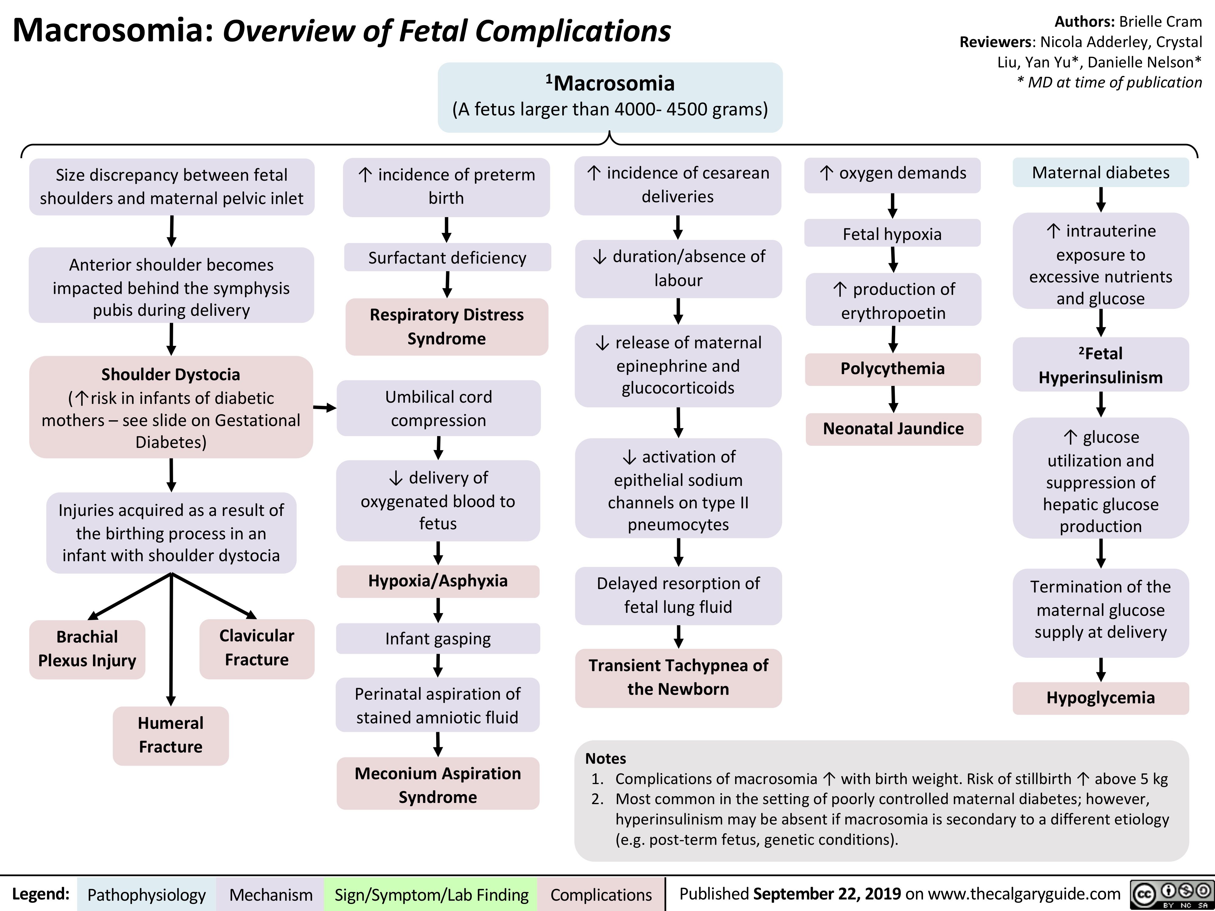 Macrosomia: Overview of Fetal Complications 1Macrosomia
Authors: Brielle Cram Reviewers: Nicola Adderley, Crystal Liu, Yan Yu*, Danielle Nelson* * MD at time of publication
 (A fetus larger than 4000- 4500 grams)
      Size discrepancy between fetal shoulders and maternal pelvic inlet
Anterior shoulder becomes impacted behind the symphysis pubis during delivery
Shoulder Dystocia
(↑risk in infants of diabetic mothers – see slide on Gestational Diabetes)
Injuries acquired as a result of the birthing process in an infant with shoulder dystocia
↑ incidence of preterm birth
Surfactant deficiency
Respiratory Distress Syndrome
Umbilical cord compression
↓ delivery of oxygenated blood to fetus
Hypoxia/Asphyxia
Infant gasping
Perinatal aspiration of stained amniotic fluid
Meconium Aspiration Syndrome
↑ incidence of cesarean deliveries
↓ duration/absence of labour
↓ release of maternal epinephrine and glucocorticoids
↓ activation of epithelial sodium channels on type II pneumocytes
Delayed resorption of fetal lung fluid
Transient Tachypnea of the Newborn
Notes
↑ oxygen demands
Fetal hypoxia
↑ production of erythropoetin
Polycythemia Neonatal Jaundice
Maternal diabetes
↑ intrauterine exposure to
excessive nutrients and glucose
2Fetal Hyperinsulinism
↑ glucose utilization and suppression of hepatic glucose production
Termination of the maternal glucose supply at delivery
Hypoglycemia
                                               Brachial Plexus Injury
Clavicular Fracture
       Humeral Fracture
   1. Complications of macrosomia ↑ with birth weight. Risk of stillbirth ↑ above 5 kg 2. Most common in the setting of poorly controlled maternal diabetes; however,
hyperinsulinism may be absent if macrosomia is secondary to a different etiology (e.g. post-term fetus, genetic conditions).
 Legend:
 Pathophysiology
Mechanism
Sign/Symptom/Lab Finding
  Complications
 Published September 22, 2019 on www.thecalgaryguide.com
   