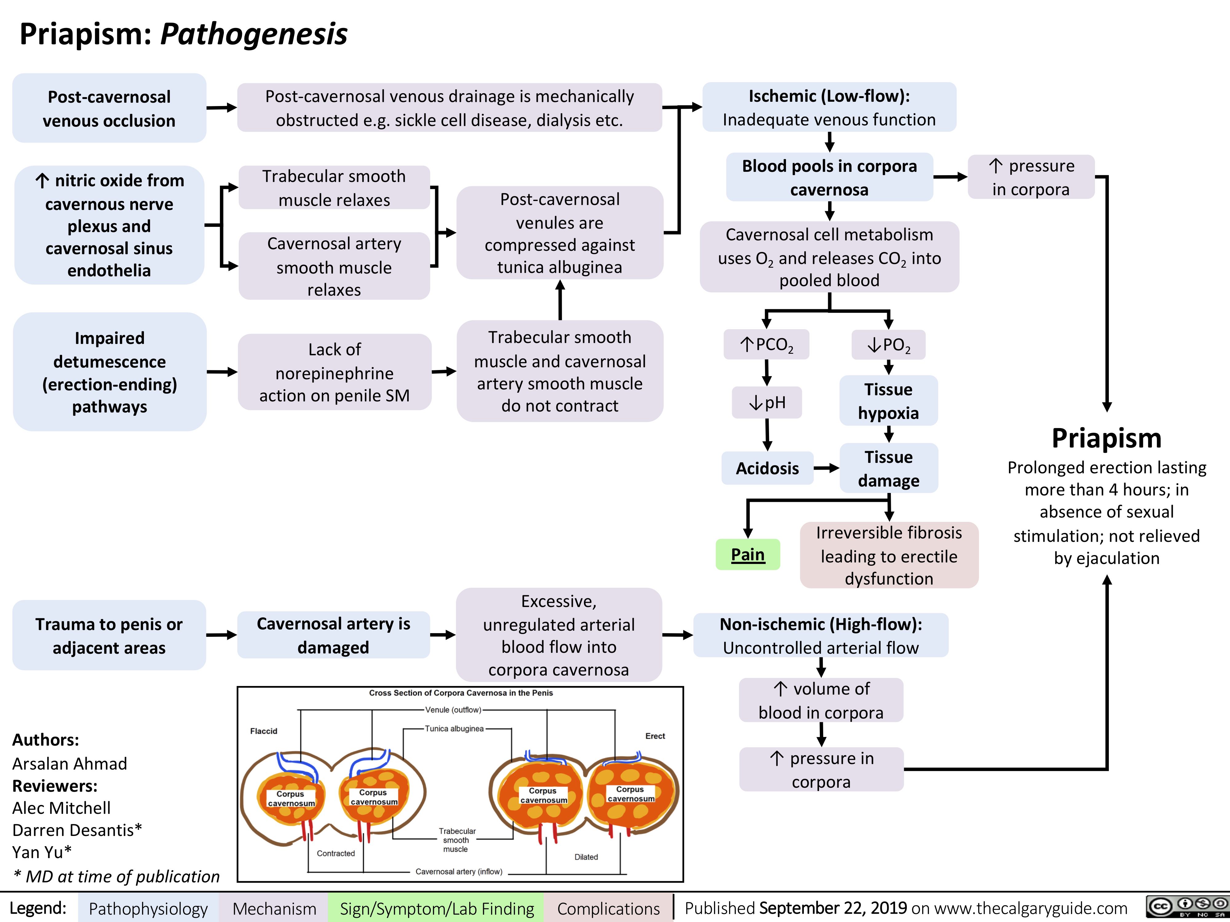 Priapism: Pathogenesis
   Post-cavernosal venous occlusion
↑ nitric oxide from cavernous nerve plexus and cavernosal sinus endothelia
Impaired detumescence (erection-ending) pathways
Post-cavernosal venous drainage is mechanically obstructed e.g. sickle cell disease, dialysis etc.
Ischemic (Low-flow):
Inadequate venous function
Blood pools in corpora cavernosa
Cavernosal cell metabolism uses O2 and releases CO2 into pooled blood
     Trabecular smooth muscle relaxes
Cavernosal artery smooth muscle relaxes
Lack of norepinephrine action on penile SM
Post-cavernosal venules are compressed against tunica albuginea
Trabecular smooth muscle and cavernosal artery smooth muscle do not contract
↑ pressure in corpora
                 ↑PCO2 ↓pH
Acidosis
↓PO2
Tissue hypoxia
Tissue damage
Irreversible fibrosis leading to erectile dysfunction
Priapism
Prolonged erection lasting more than 4 hours; in absence of sexual stimulation; not relieved by ejaculation
                     Trauma to penis or adjacent areas
Authors:
Arsalan Ahmad
Reviewers:
Alec Mitchell
Darren Desantis*
Yan Yu*
* MD at time of publication
Cavernosal artery is damaged
Excessive, unregulated arterial blood flow into corpora cavernosa
Pain
Non-ischemic (High-flow):
    Uncontrolled arterial flow
↑ volume of blood in corpora
↑ pressure in corpora
      Legend:
 Pathophysiology
Mechanism
Sign/Symptom/Lab Finding
  Complications
 Published September 22, 2019 on www.thecalgaryguide.com
   
