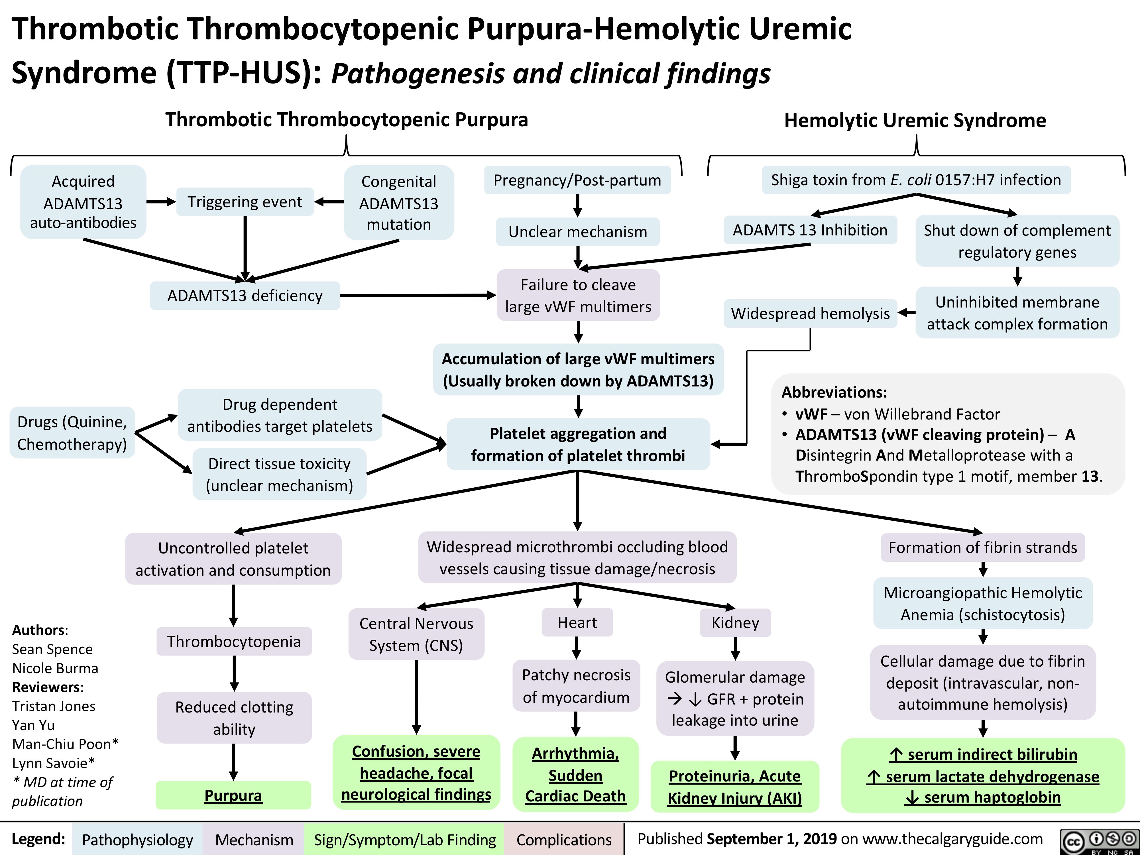 Thrombotic Thrombocytopenic Purpura-Hemolytic Uremic Syndrome (TTP-HUS): Pathogenesis and clinical findings
Thrombotic Thrombocytopenic Purpura
Hemolytic Uremic Syndrome
Shiga toxin from E. coli 0157:H7 infection
      Acquired
ADAMTS13 auto-antibodies
Pregnancy/Post-partum Unclear mechanism
Failure to cleave large vWF multimers
Accumulation of large vWF multimers (Usually broken down by ADAMTS13)
Platelet aggregation and formation of platelet thrombi
Widespread microthrombi occluding blood vessels causing tissue damage/necrosis
Congenital ADAMTS13 mutation
 Triggering event
ADAMTS13 deficiency
Drug dependent antibodies target platelets
Direct tissue toxicity (unclear mechanism)
ADAMTS 13 Inhibition Widespread hemolysis
Shut down of complement regulatory genes
Uninhibited membrane attack complex formation
                            Drugs (Quinine, Chemotherapy)
Abbreviations:
• vWF – von Willebrand Factor
• ADAMTS13 (vWF cleaving protein) – A
Disintegrin And Metalloprotease with a ThromboSpondin type 1 motif, member 13.
Formation of fibrin strands
Microangiopathic Hemolytic Anemia (schistocytosis)
Cellular damage due to fibrin deposit (intravascular, non- autoimmune hemolysis)
↑ serum indirect bilirubin
↑ serum lactate dehydrogenase ↓ serum haptoglobin
                 Authors:
Sean Spence Nicole Burma Reviewers: Tristan Jones Yan Yu Man-Chiu Poon* Lynn Savoie*
* MD at time of publication
Uncontrolled platelet activation and consumption
Thrombocytopenia
Reduced clotting ability
Purpura
Central Nervous System (CNS)
Confusion, severe headache, focal neurological findings
Heart
Patchy necrosis of myocardium
Arrhythmia, Sudden Cardiac Death
Kidney
Glomerular damage à↓ GFR + protein leakage into urine
Proteinuria, Acute Kidney Injury (AKI)
                              Legend:
 Pathophysiology
 Mechanism
Sign/Symptom/Lab Finding
  Complications
Published September 1, 2019 on www.thecalgaryguide.com
   
