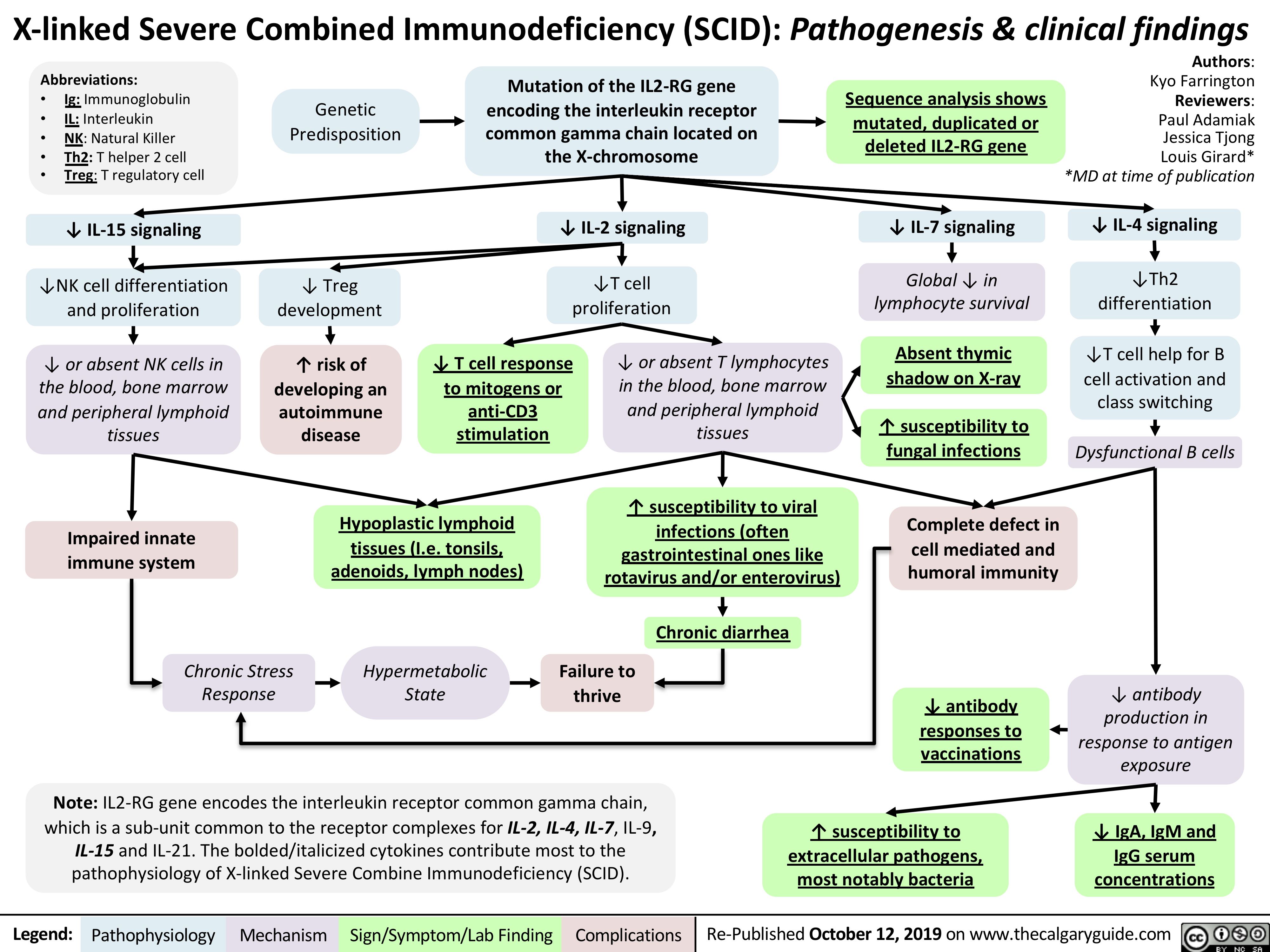 X-linked Severe Combined Immunodeficiency (SCID): Pathogenesis & clinical findings
  Abbreviations:
• Ig: Immunoglobulin
• IL: Interleukin
• NK: Natural Killer
• Th2: T helper 2 cell
• Treg: T regulatory cell
↓ IL-15 signaling ↓NK cell differentiation
and proliferation
↓ or absent NK cells in the blood, bone marrow and peripheral lymphoid tissues
Impaired innate immune system
Chronic Stress Response
Mutation of the IL2-RG gene encoding the interleukin receptor common gamma chain located on the X-chromosome
↓ IL-2 signaling ↓T cell
proliferation
Sequence analysis shows mutated, duplicated or deleted IL2-RG gene
↓ IL-7 signaling Global ↓ in
lymphocyte survival
Absent thymic shadow on X-ray
↑ susceptibility to fungal infections
Complete defect in cell mediated and humoral immunity
↓ antibody responses to vaccinations
↑ susceptibility to extracellular pathogens, most notably bacteria
Authors: Kyo Farrington Reviewers: Paul Adamiak Jessica Tjong Louis Girard* *MD at time of publication
↓ IL-4 signaling ↓Th2
differentiation
↓T cell help for B cell activation and class switching
Dysfunctional B cells
  Genetic Predisposition
↓ Treg development
↑ risk of developing an autoimmune disease
↓ T cell response to mitogens or
anti-CD3 stimulation
↓ or absent T lymphocytes in the blood, bone marrow and peripheral lymphoid tissues
↑ susceptibility to viral infections (often gastrointestinal ones like rotavirus and/or enterovirus)
Chronic diarrhea
                                                         Hypoplastic lymphoid tissues (I.e. tonsils, adenoids, lymph nodes)
Hypermetabolic State
Failure to thrive
↓ antibody production in response to antigen exposure
↓ IgA, IgM and IgG serum concentrations
                          Note: IL2-RG gene encodes the interleukin receptor common gamma chain, which is a sub-unit common to the receptor complexes for IL-2, IL-4, IL-7, IL-9,
IL-15 and IL-21. The bolded/italicized cytokines contribute most to the pathophysiology of X-linked Severe Combine Immunodeficiency (SCID).
     Legend:
 Pathophysiology
 Mechanism
Sign/Symptom/Lab Finding
  Complications
Re-Published October 12, 2019 on www.thecalgaryguide.com
   