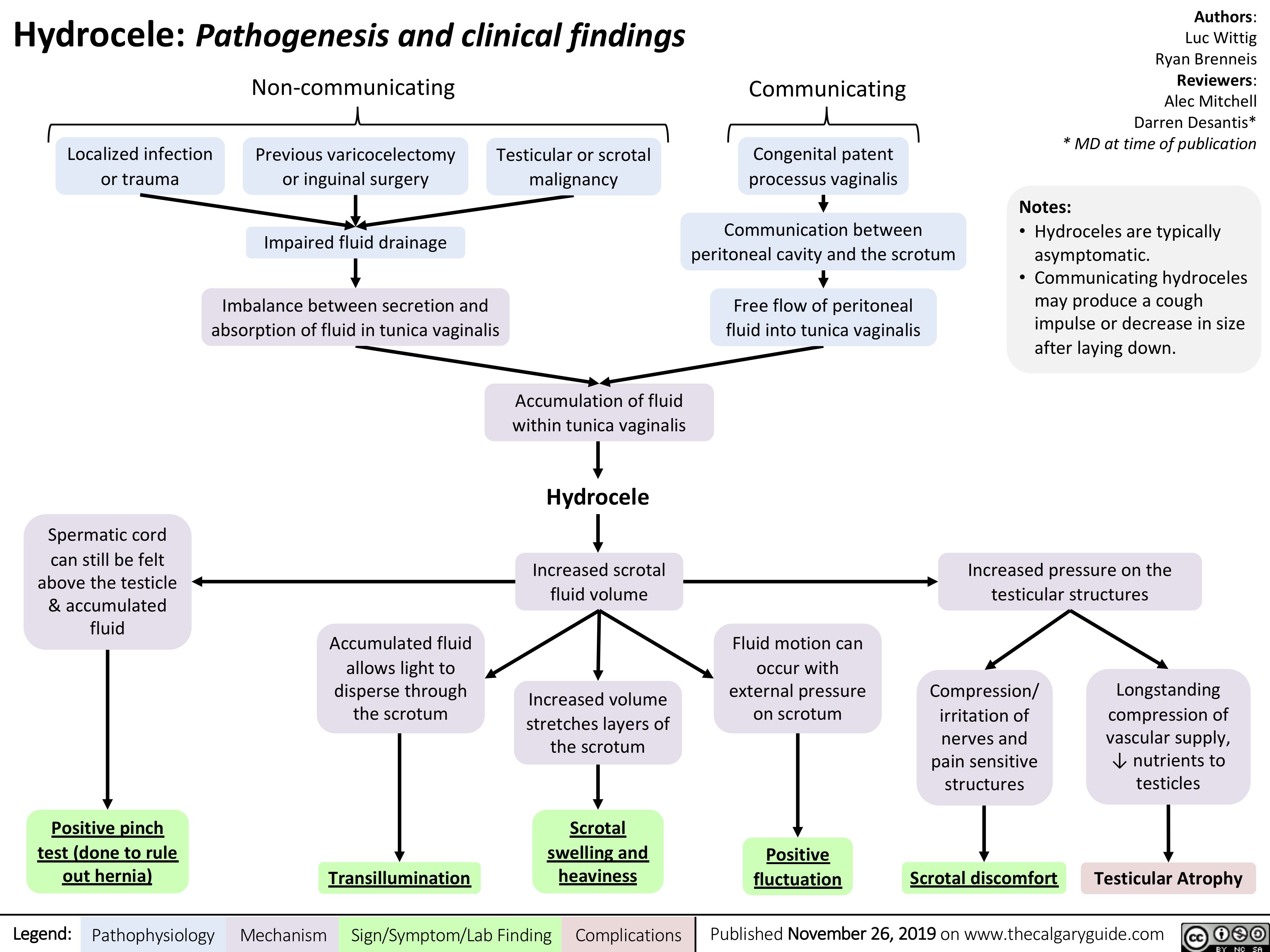 Hydrocele: Pathogenesis and clinical findings Non-communicating
Communicating
Congenital patent processus vaginalis
Communication between peritoneal cavity and the scrotum
Free flow of peritoneal fluid into tunica vaginalis
Authors: Luc Wittig Ryan Brenneis Reviewers: Alec Mitchell Darren Desantis* * MD at time of publication
Notes:
• Hydroceles are typically asymptomatic.
• Communicating hydroceles may produce a cough impulse or decrease in size after laying down.
      Localized infection or trauma
Previous varicocelectomy or inguinal surgery
Impaired fluid drainage
Imbalance between secretion and absorption of fluid in tunica vaginalis
Testicular or scrotal malignancy
               Spermatic cord can still be felt
above the testicle & accumulated fluid
Accumulation of fluid within tunica vaginalis
Hydrocele
Increased scrotal fluid volume
Increased volume stretches layers of the scrotum
Scrotal swelling and heaviness
Increased pressure on the testicular structures
           Accumulated fluid allows light to
disperse through the scrotum
Fluid motion can occur with
external pressure on scrotum
Positive fluctuation
Compression/ irritation of nerves and pain sensitive structures
Scrotal discomfort
Longstanding compression of vascular supply, ↓ nutrients to testicles
           Positive pinch test (done to rule out hernia)
Transillumination
Testicular Atrophy
         Legend:
 Pathophysiology
 Mechanism
Sign/Symptom/Lab Finding
  Complications
Published November 26, 2019 on www.thecalgaryguide.com
   
