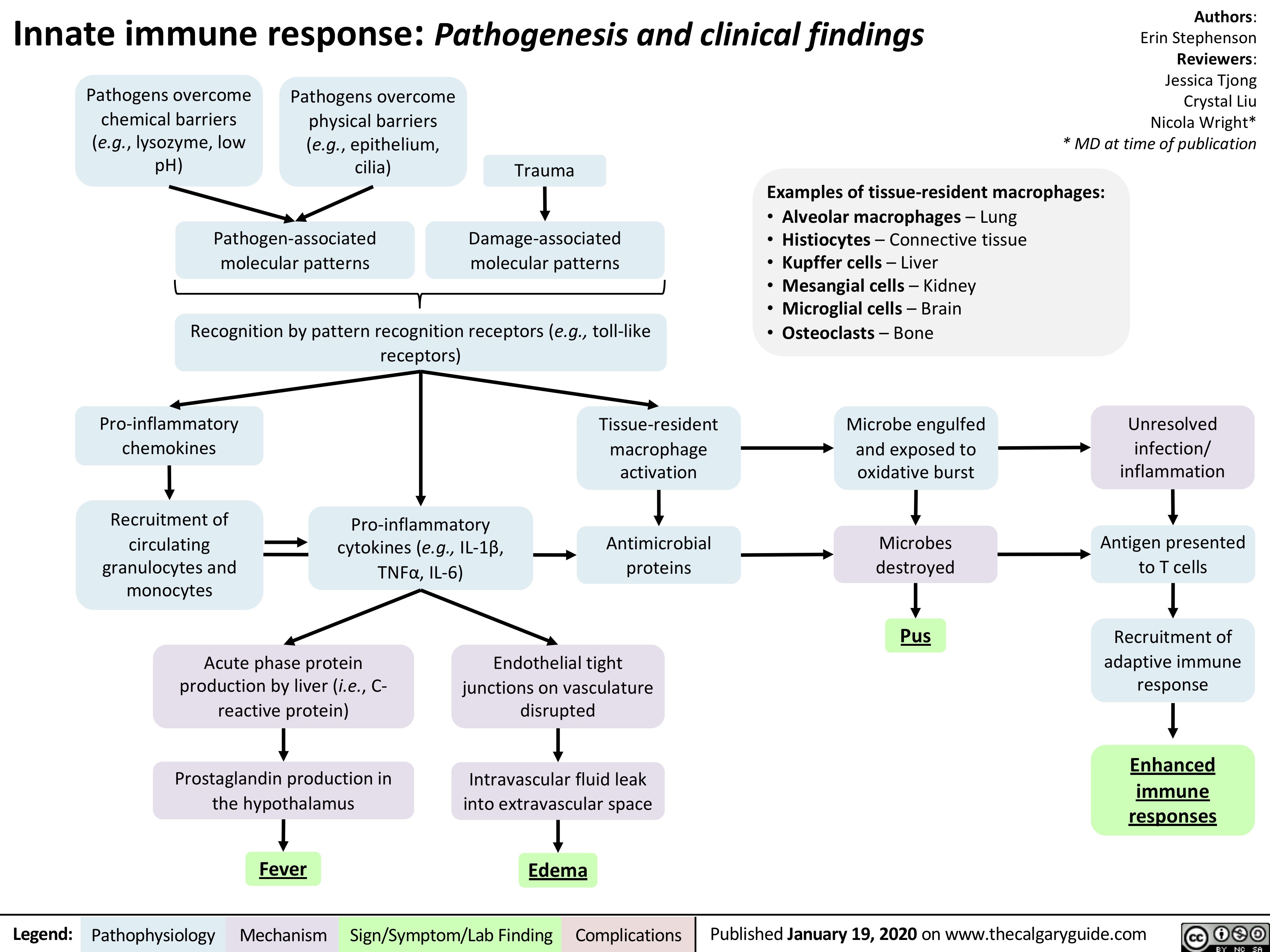 Innate immune response: Pathogenesis and clinical findings
Authors: Erin Stephenson Reviewers: Jessica Tjong Crystal Liu Nicola Wright* * MD at time of publication
  Pathogens overcome chemical barriers (e.g., lysozyme, low pH)
Pathogens overcome physical barriers (e.g., epithelium, cilia)
Trauma
Damage-associated molecular patterns
       Pathogen-associated molecular patterns
Examples of tissue-resident macrophages: • Alveolar macrophages – Lung
• Histiocytes – Connective tissue
• Kupffer cells – Liver
  Recognition by pattern recognition receptors (e.g., toll-like receptors)
• Mesangial cells – Kidney • Microglial cells – Brain
• Osteoclasts – Bone
Microbe engulfed and exposed to oxidative burst
Microbes destroyed
Pus
      Pro-inflammatory chemokines
Recruitment of circulating
granulocytes and monocytes
Pro-inflammatory cytokines (e.g., IL-1β, TNFα, IL-6)
Tissue-resident macrophage activation
Antimicrobial proteins
Unresolved infection/ inflammation
Antigen presented to T cells
Recruitment of adaptive immune response
Enhanced immune responses
                        Acute phase protein production by liver (i.e., C- reactive protein)
Prostaglandin production in the hypothalamus
Fever
Endothelial tight junctions on vasculature disrupted
Intravascular fluid leak into extravascular space
Edema
              Legend:
 Pathophysiology
 Mechanism
Sign/Symptom/Lab Finding
  Complications
Published January 19, 2020 on www.thecalgaryguide.com
   