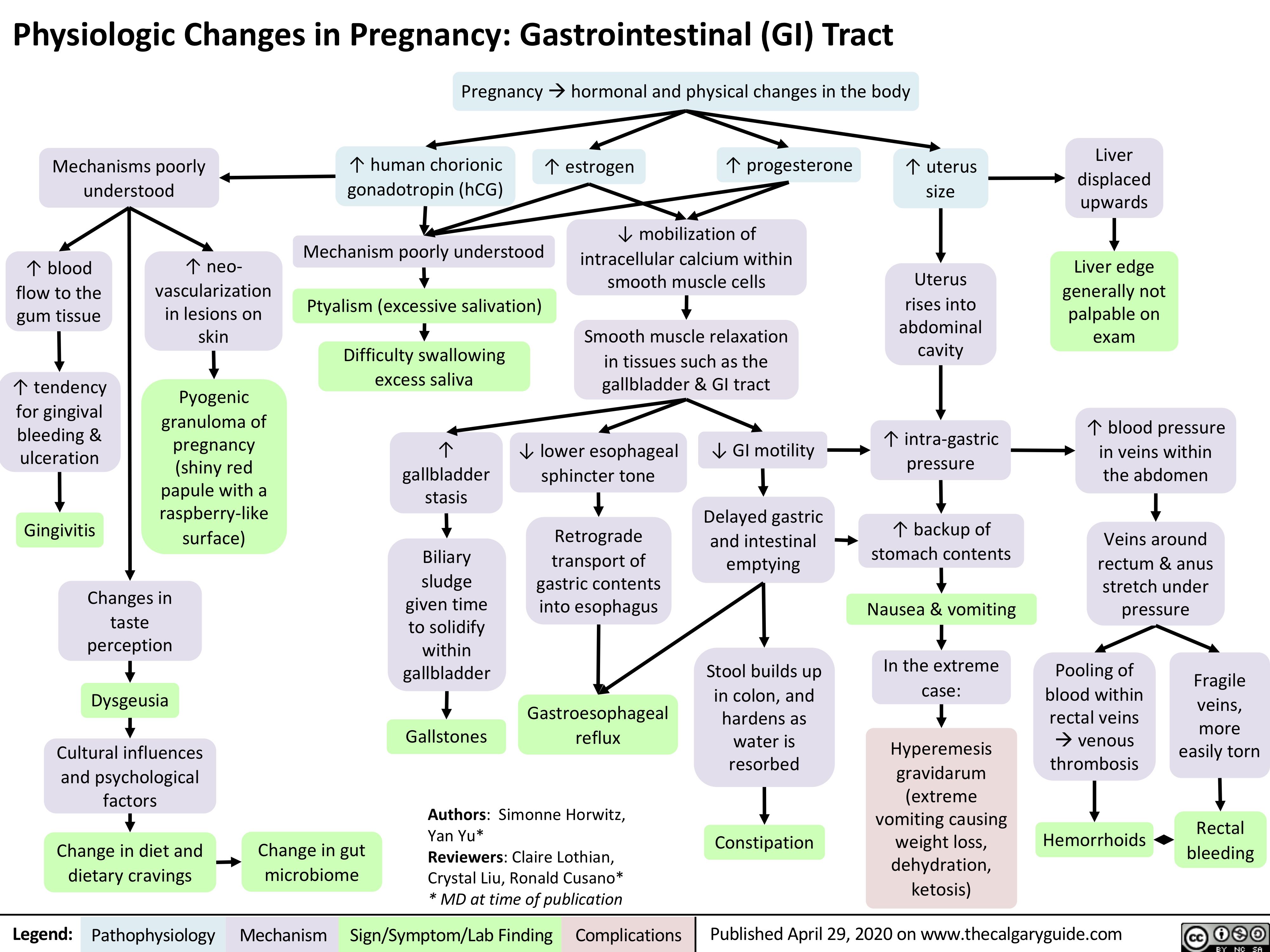 Physiologic Changes in Pregnancy: Gastrointestinal (GI) Tract
 Pregnancyàhormonal and physical changes in the body
         Mechanisms poorly understood
↑ human chorionic ↑ estrogen ↑ progesterone gonadotropin (hCG)
↑ uterus size
Uterus rises into
abdominal cavity
↑ intra-gastric pressure
↑ backup of stomach contents
Nausea & vomiting
In the extreme case:
Hyperemesis gravidarum (extreme vomiting causing weight loss, dehydration, ketosis)
Liver displaced upwards
Liver edge generally not palpable on exam
↑ blood pressure in veins within the abdomen
Veins around rectum & anus stretch under pressure
                ↑ blood flow to the gum tissue
↑ tendency for gingival bleeding & ulceration
Gingivitis
↑ neo- vascularization in lesions on skin
Pyogenic granuloma of pregnancy (shiny red papule with a raspberry-like surface)
Mechanism poorly understood
Ptyalism (excessive salivation)
Difficulty swallowing excess saliva
↑ gallbladder stasis
Biliary
sludge given time to solidify within gallbladder
Gallstones
↓ mobilization of intracellular calcium within smooth muscle cells
Smooth muscle relaxation in tissues such as the gallbladder & GI tract
                                      Changes in taste perception
Dysgeusia
Cultural influences and psychological factors
Change in diet and dietary cravings
↓ lower esophageal sphincter tone
Retrograde transport of gastric contents into esophagus
Gastroesophageal reflux
↓ GI motility
Delayed gastric and intestinal emptying
Stool builds up in colon, and hardens as water is resorbed
Constipation
Pooling of blood within rectal veins àvenous thrombosis
Hemorrhoids
Fragile veins, more easily torn
Rectal bleeding
                           Change in gut microbiome
Authors: Simonne Horwitz, Yan Yu*
Reviewers: Claire Lothian, Crystal Liu, Ronald Cusano* * MD at time of publication
  Legend:
 Pathophysiology
 Mechanism
Sign/Symptom/Lab Finding
  Complications
Published April 29, 2020 on www.thecalgaryguide.com
   