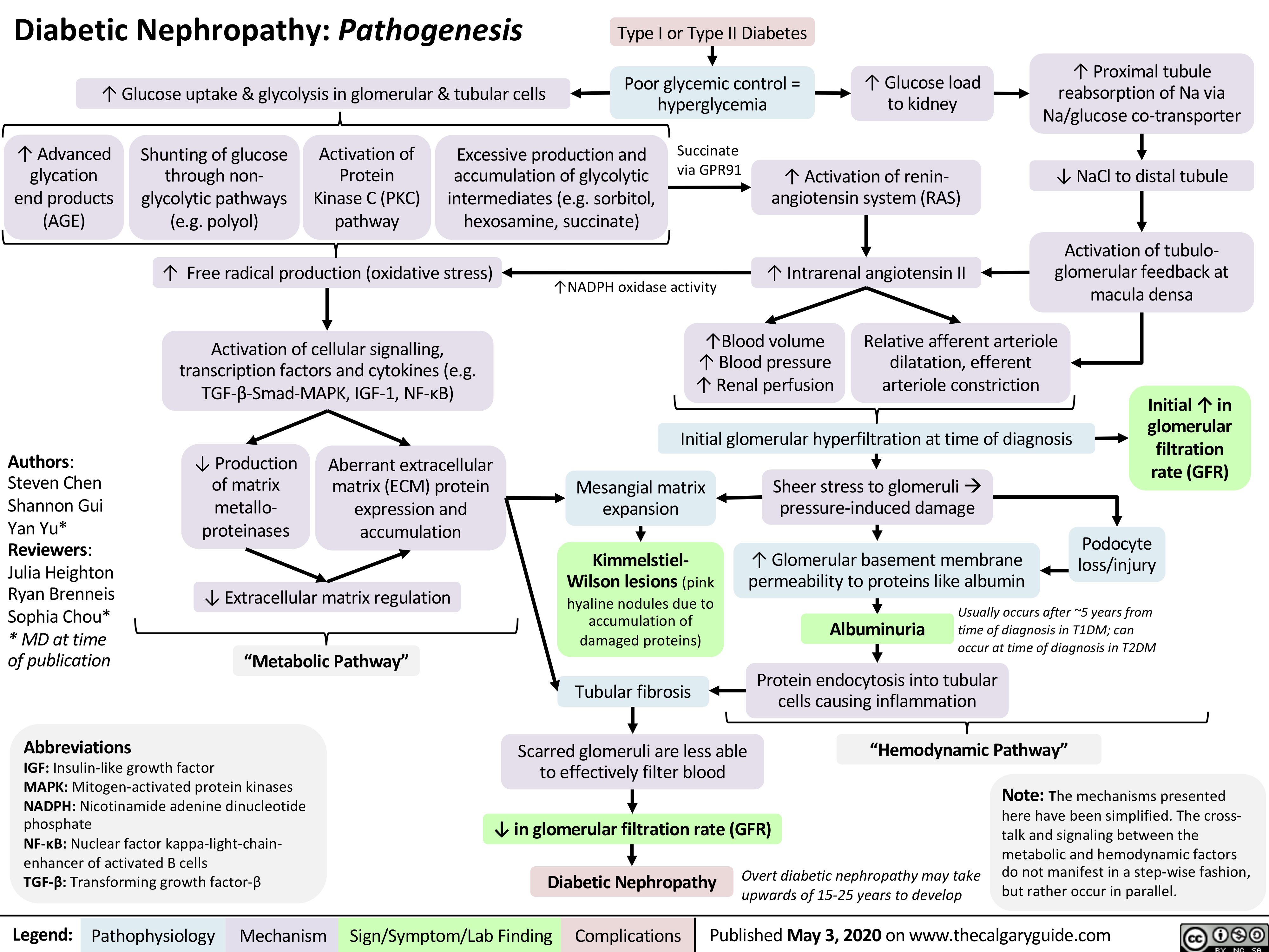 Diabetic Nephropathy: Pathogenesis | Calgary Guide