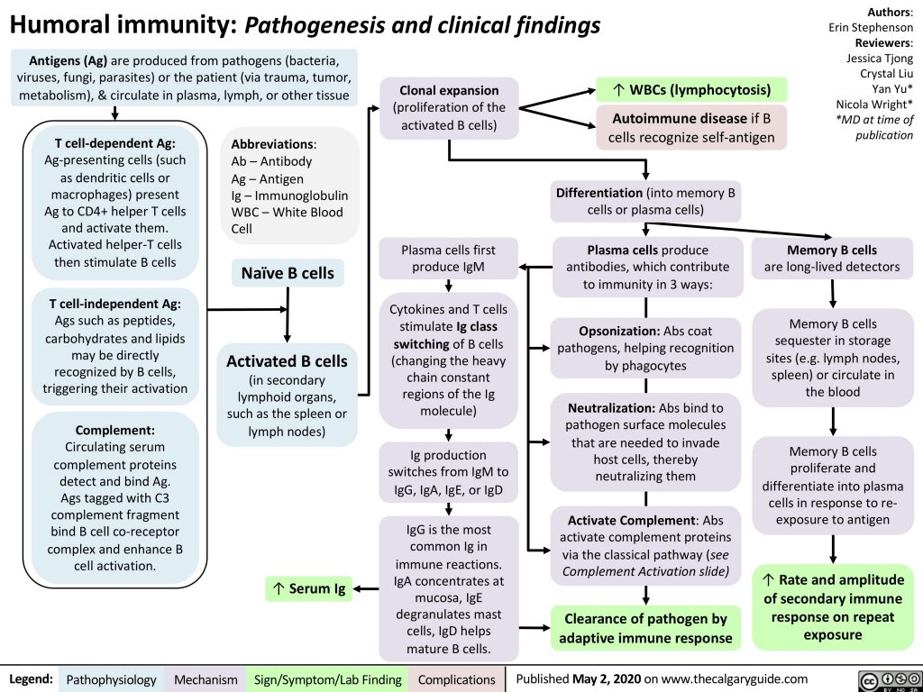 Humoral Immunity Calgary Guide