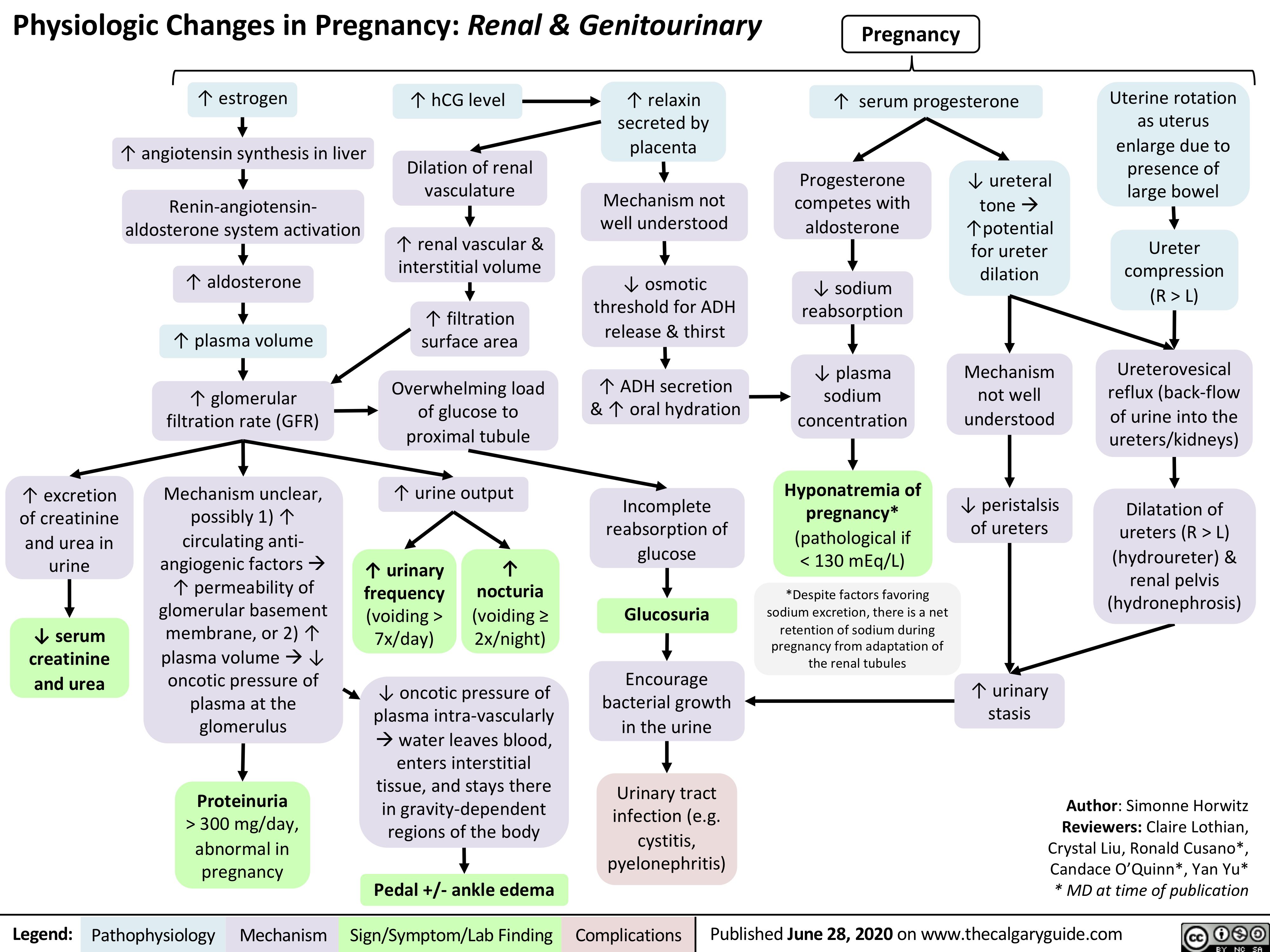 Physiologic Changes in Pregnancy: Renal & Genitourinary
Pregnancy
       ↑ estrogen
↑ angiotensin synthesis in liver
Renin-angiotensin- aldosterone system activation
↑ aldosterone ↑ plasma volume
↑ glomerular filtration rate (GFR)
Mechanism unclear, possibly 1) ↑ circulating anti- angiogenic factorsà ↑ permeability of glomerular basement membrane, or 2) ↑ plasma volumeà↓ oncotic pressure of plasma at the glomerulus
Proteinuria
> 300 mg/day, abnormal in pregnancy
↑ hCG level
Dilation of renal vasculature
↑ renal vascular & interstitial volume
↑ filtration surface area
Overwhelming load of glucose to proximal tubule
↑ urine output
↑ relaxin secreted by placenta
Mechanism not well understood
↓ osmotic threshold for ADH release & thirst
↑ ADH secretion & ↑ oral hydration
Incomplete reabsorption of glucose
Glucosuria
Encourage bacterial growth in the urine
Urinary tract infection (e.g. cystitis, pyelonephritis)
↑ serum progesterone
Uterine rotation as uterus enlarge due to presence of large bowel
Ureter compression (R > L)
Ureterovesical reflux (back-flow of urine into the ureters/kidneys)
Dilatation of ureters (R > L) (hydroureter) & renal pelvis (hydronephrosis)
          Progesterone competes with aldosterone
↓ sodium reabsorption
↓ plasma sodium concentration
Hyponatremia of pregnancy* (pathological if < 130 mEq/L)
*Despite factors favoring sodium excretion, there is a net retention of sodium during pregnancy from adaptation of the renal tubules
↑ urinary stasis
                                           ↑ excretion of creatinine and urea in urine
↓ serum creatinine and urea
↓ ureteral toneà ↑potential for ureter dilation
Mechanism not well understood
↓ peristalsis of ureters
        ↑ urinary frequency (voiding > 7x/day)
↑ nocturia (voiding ≥ 2x/night)
          ↓ oncotic pressure of plasma intra-vascularly àwater leaves blood, enters interstitial tissue, and stays there in gravity-dependent regions of the body
Pedal +/- ankle edema
Author: Simonne Horwitz Reviewers: Claire Lothian, Crystal Liu, Ronald Cusano*, Candace O’Quinn*, Yan Yu* * MD at time of publication
         Legend:
 Pathophysiology
 Mechanism
Sign/Symptom/Lab Finding
  Complications
Published June 28, 2020 on www.thecalgaryguide.com
   