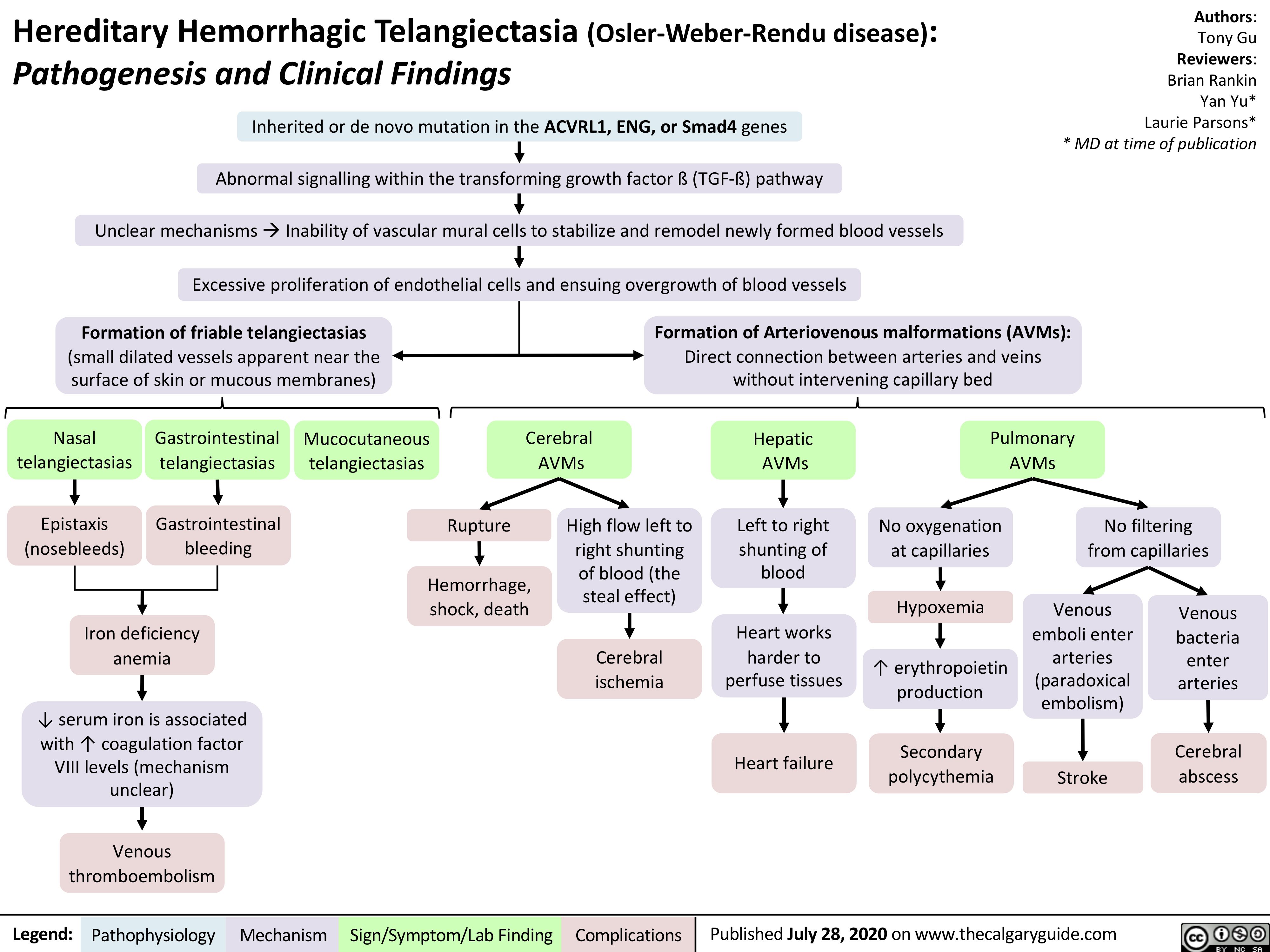 Hereditary Hemorrhagic Telangiectasia (Osler-Weber-Rendu disease):
Pathogenesis and Clinical Findings
Inherited or de novo mutation in the ACVRL1, ENG, or Smad4 genes
Abnormal signalling within the transforming growth factor ß (TGF-ß) pathway
Unclear mechanismsàInability of vascular mural cells to stabilize and remodel newly formed blood vessels
Excessive proliferation of endothelial cells and ensuing overgrowth of blood vessels
Authors: Tony Gu Reviewers: Brian Rankin Yan Yu* Laurie Parsons* * MD at time of publication
          Formation of friable telangiectasias
(small dilated vessels apparent near the surface of skin or mucous membranes)
Formation of Arteriovenous malformations (AVMs):
Direct connection between arteries and veins without intervening capillary bed
        Nasal telangiectasias
Epistaxis (nosebleeds)
Gastrointestinal telangiectasias
Gastrointestinal bleeding
Mucocutaneous telangiectasias
Cerebral AVMs
Hepatic AVMs
Left to right shunting of blood
Heart works harder to perfuse tissues
Heart failure
Pulmonary AVMs
              Rupture
High flow left to right shunting of blood (the steal effect)
Cerebral ischemia
No oxygenation at capillaries
Hypoxemia
↑ erythropoietin production
Secondary polycythemia
No filtering from capillaries
      Hemorrhage, shock, death
Venous emboli enter arteries (paradoxical embolism)
Stroke
Venous bacteria enter arteries
Cerebral abscess
       Iron deficiency anemia
↓ serum iron is associated with ↑ coagulation factor VIII levels (mechanism unclear)
Venous thromboembolism
               Legend:
 Pathophysiology
Mechanism
Sign/Symptom/Lab Finding
  Complications
Published July 28, 2020 on www.thecalgaryguide.com
    