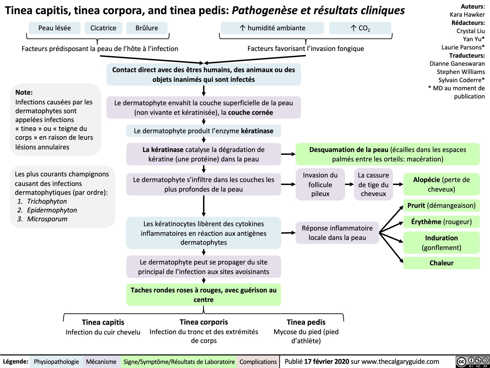 Tinea capitis tinea corpora and tinea pedis Pathogenèse et résultats