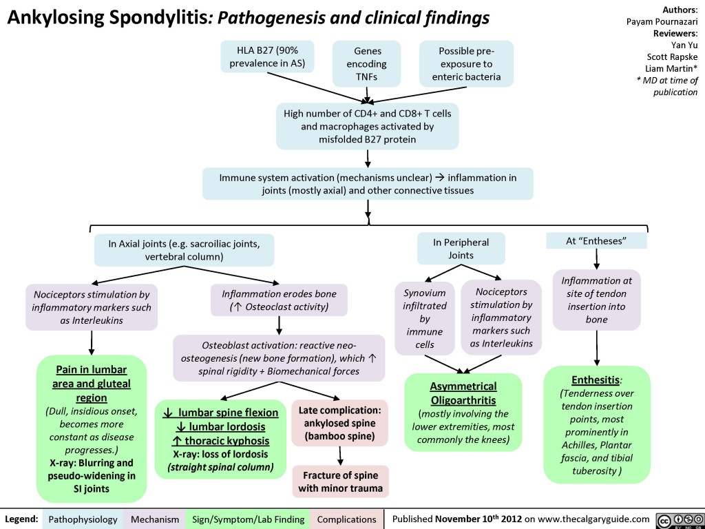 Ankylosing Spondylitis: Pathogenesis and Clinical findings | Calgary Guide