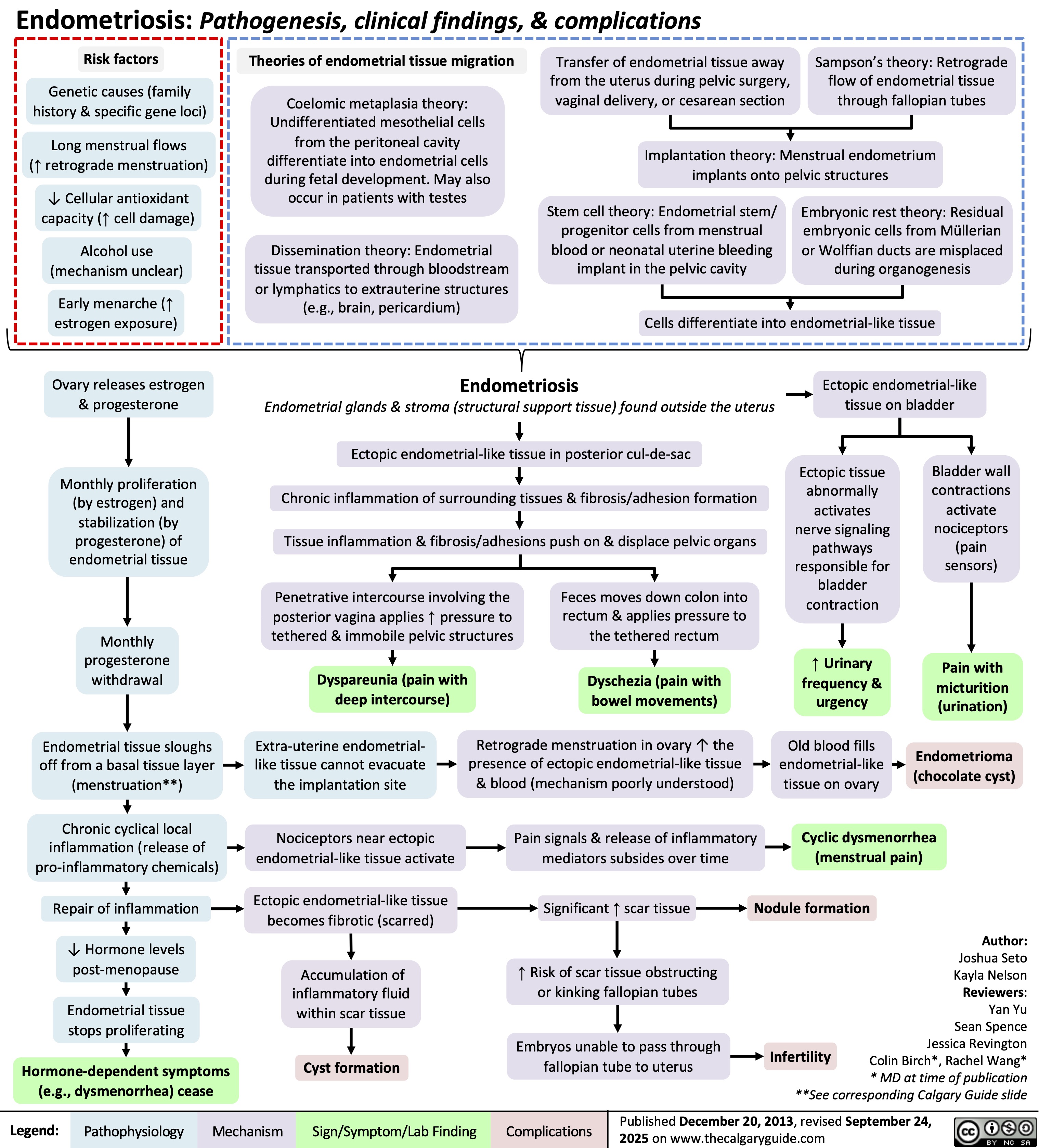 Endometriosis: Pathogenesis, clinical findings, & complications
Risk factors
Theories of endometrial tissue migration
Genetic causes (family
history & specific gene loci)
Transfer of endometrial tissue away
from the uterus during pelvic surgery,
vaginal delivery, or cesarean section
Sampson’s theory: Retrograde
flow of endometrial tissue
through fallopian tubes
Long menstrual flows
(↑ retrograde menstruation)
Coelomic metaplasia theory:
Undifferentiated mesothelial cells
from the peritoneal cavity
differentiate into endometrial cells
during fetal development. May also
occur in patients with testes
Implantation theory: Menstrual endometrium
implants onto pelvic structures
↓ Cellular antioxidant
capacity (↑ cell damage)
Alcohol use
(mechanism unclear)
Early menarche (↑
estrogen exposure)
Stem cell theory: Endometrial stem/
Embryonic rest theory: Residual
progenitor cells from menstrual
embryonic cells from Müllerian
Dissemination theory: Endometrial
blood or neonatal uterine bleeding
or Wolffian ducts are misplaced
tissue transported through bloodstream
implant in the pelvic cavity
during organogenesis
or lymphatics to extrauterine structures
(e.g., brain, pericardium)
Cells differentiate into endometrial-like tissue
Ovary releases estrogen
& progesterone
Endometriosis
Endometrial glands & stroma (structural support tissue) found outside the uterus
Ectopic endometrial-like
tissue on bladder
Ectopic endometrial-like tissue in posterior cul-de-sac
Monthly proliferation
(by estrogen) and
stabilization (by
progesterone) of
endometrial tissue
Chronic inflammation of surrounding tissues & fibrosis/adhesion formation
Tissue inflammation & fibrosis/adhesions push on & displace pelvic organs
Ectopic tissue
abnormally
activates
nerve signaling
pathways
responsible for
bladder
contraction
Bladder wall
contractions
activate
nociceptors
(pain
sensors)
Penetrative intercourse involving the
posterior vagina applies ↑ pressure to
tethered & immobile pelvic structures
Feces moves down colon into
rectum & applies pressure to
the tethered rectum
Monthly
progesterone
withdrawal
Dyspareunia (pain with
deep intercourse)
Dyschezia (pain with
bowel movements)
↑ Urinary
frequency &
urgency
Pain with
micturition
(urination)
Endometrial tissue sloughs
off from a basal tissue layer
(menstruation**)
Extra-uterine endometrial-
like tissue cannot evacuate
the implantation site
Retrograde menstruation in ovary ↑ the
presence of ectopic endometrial-like tissue
& blood (mechanism poorly understood)
Old blood fills
endometrial-like
tissue on ovary
Endometrioma
(chocolate cyst)
Chronic cyclical local
inflammation (release of
pro-inflammatory chemicals)
Nociceptors near ectopic
endometrial-like tissue activate
Pain signals & release of inflammatory
mediators subsides over time
Cyclic dysmenorrhea
(menstrual pain)
Repair of inflammation
Ectopic endometrial-like tissue
becomes fibrotic (scarred)
Significant ↑ scar tissue
Nodule formation
↓ Hormone levels
post-menopause
Accumulation of
inflammatory fluid
within scar tissue
↑ Risk of scar tissue obstructing
or kinking fallopian tubes
Endometrial tissue
stops proliferating
Hormone-dependent symptoms
(e.g., dysmenorrhea) cease
Cyst formation
Embryos unable to pass through
fallopian tube to uterus
Author:
Joshua Seto
Kayla Nelson
Reviewers:
Yan Yu
Sean Spence
Jessica Revington
Infertility
Colin Birch*, Rachel Wang*
* MD at time of publication
**See corresponding Calgary Guide slide
Legend: Published December 20, 2013, revised September 24,
2025 on www.thecalgaryguide.com
Pathophysiology Mechanism
Sign/Symptom/Lab Finding Complications
