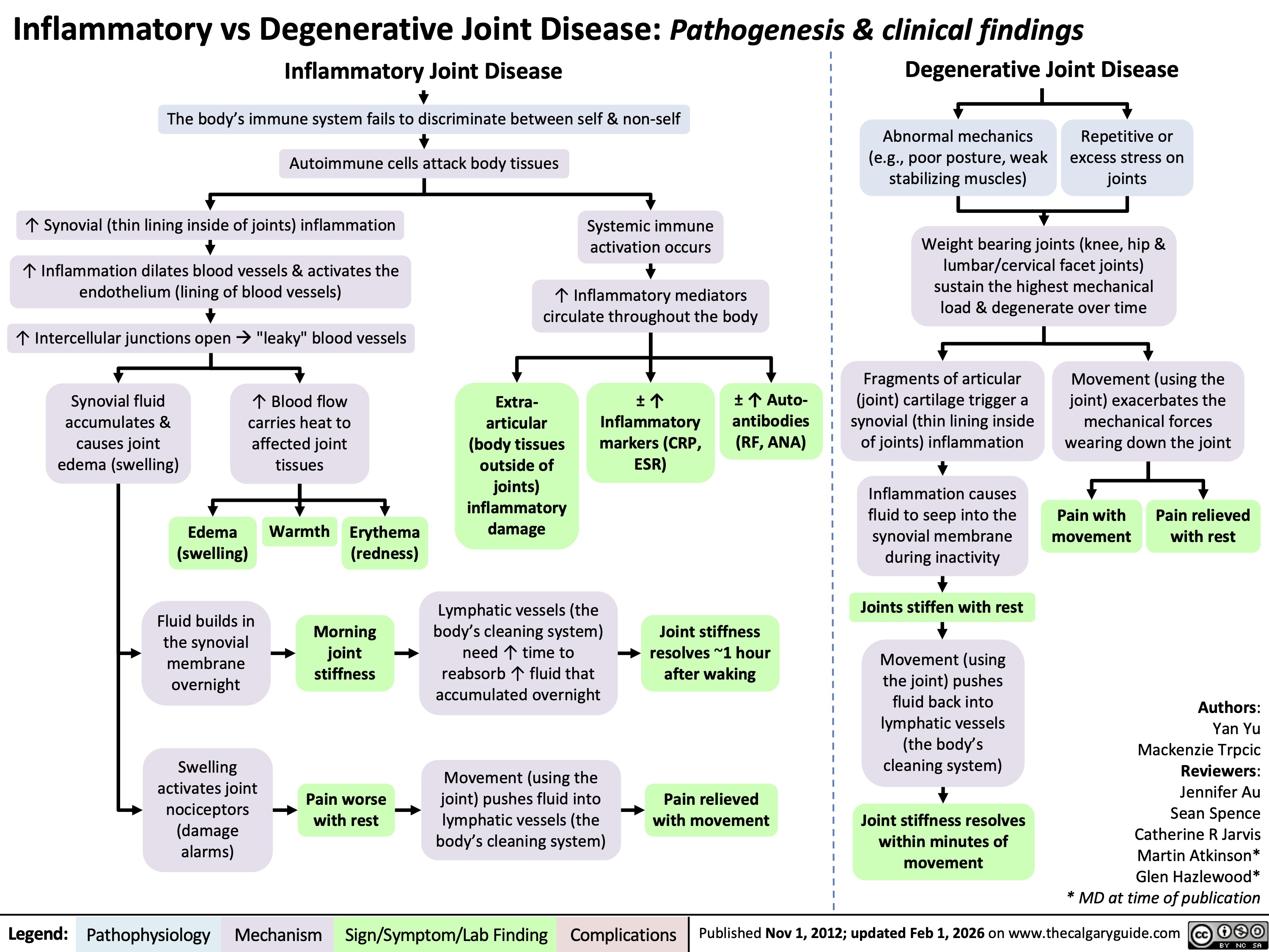 Legend: Inflammatory vs Degenerative Joint Disease: Pathogenesis & clinical findings
Inflammatory Joint Disease
The body’s immune system fails to discriminate between self & non-self
Autoimmune cells attack body tissues
↑ Synovial (thin lining inside of joints) inflammation
↑ Inflammation dilates blood vessels & activates the
endothelium (lining of blood vessels)
↑ Intercellular junctions open à 