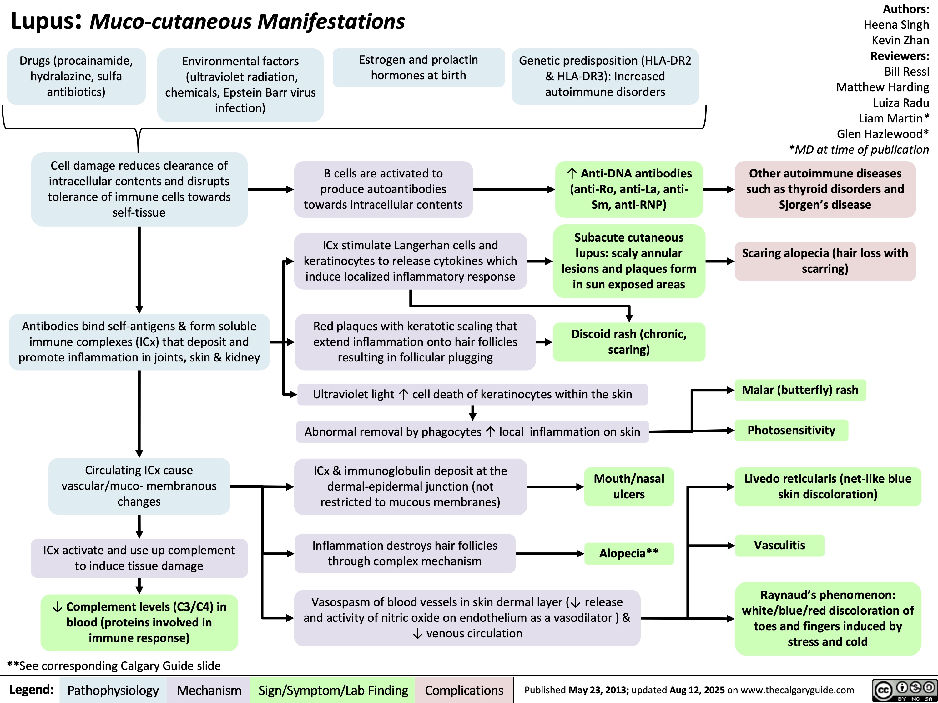 Lupus: Muco-cutaneous Manifestations
Drugs (procainamide,
hydralazine, sulfa
antibiotics)
Environmental factors
(ultraviolet radiation,
chemicals, Epstein Barr virus
infection)
Estrogen and prolactin
hormones at birth
Cell damage reduces clearance of
intracellular contents and disrupts
tolerance of immune cells towards
self-tissue
Genetic predisposition (HLA-DR2
& HLA-DR3): Increased
autoimmune disorders
Authors:
Heena Singh
Kevin Zhan
Reviewers:
Bill Ressl
Matthew Harding
Luiza Radu
Liam Martin*
Glen Hazlewood*
*MD at time of publication
Other autoimmune diseases
such as thyroid disorders and
Sjorgen’s disease
Scaring alopecia (hair loss with
scarring)
Antibodies bind self-antigens & form soluble
immune complexes (ICx) that deposit and
promote inflammation in joints, skin & kidney
Circulating ICx cause
vascular/muco- membranous
changes
ICx activate and use up complement
to induce tissue damage
↓ Complement levels (C3/C4) in
blood (proteins involved in
immune response)
**See corresponding Calgary Guide slide
Legend: Mechanism
B cells are activated to
produce autoantibodies
towards intracellular contents
↑ Anti-DNA antibodies
(anti-Ro, anti-La, anti-
Sm, anti-RNP)
ICx stimulate Langerhan cells and
keratinocytes to release cytokines which
induce localized inflammatory response
Subacute cutaneous
lupus: scaly annular
lesions and plaques form
in sun exposed areas
Red plaques with keratotic scaling that
extend inflammation onto hair follicles
resulting in follicular plugging
Discoid rash (chronic,
scaring)
Ultraviolet light ↑ cell death of keratinocytes within the skin
Abnormal removal by phagocytes ↑ local inflammation on skin
ICx & immunoglobulin deposit at the
dermal-epidermal junction (not
restricted to mucous membranes)
Mouth/nasal
ulcers
Inflammation destroys hair follicles
through complex mechanism
Alopecia**
Vasospasm of blood vessels in skin dermal layer (↓ release
and activity of nitric oxide on endothelium as a vasodilator ) &
↓ venous circulation
Malar (butterfly) rash
Photosensitivity
Livedo reticularis (net-like blue
skin discoloration)
Vasculitis
Raynaud’s phenomenon:
white/blue/red discoloration of
toes and fingers induced by
stress and cold
Pathophysiology Sign/Symptom/Lab Finding Complications
Published May 23, 2013; updated Aug 12, 2025 on www.thecalgaryguide.com