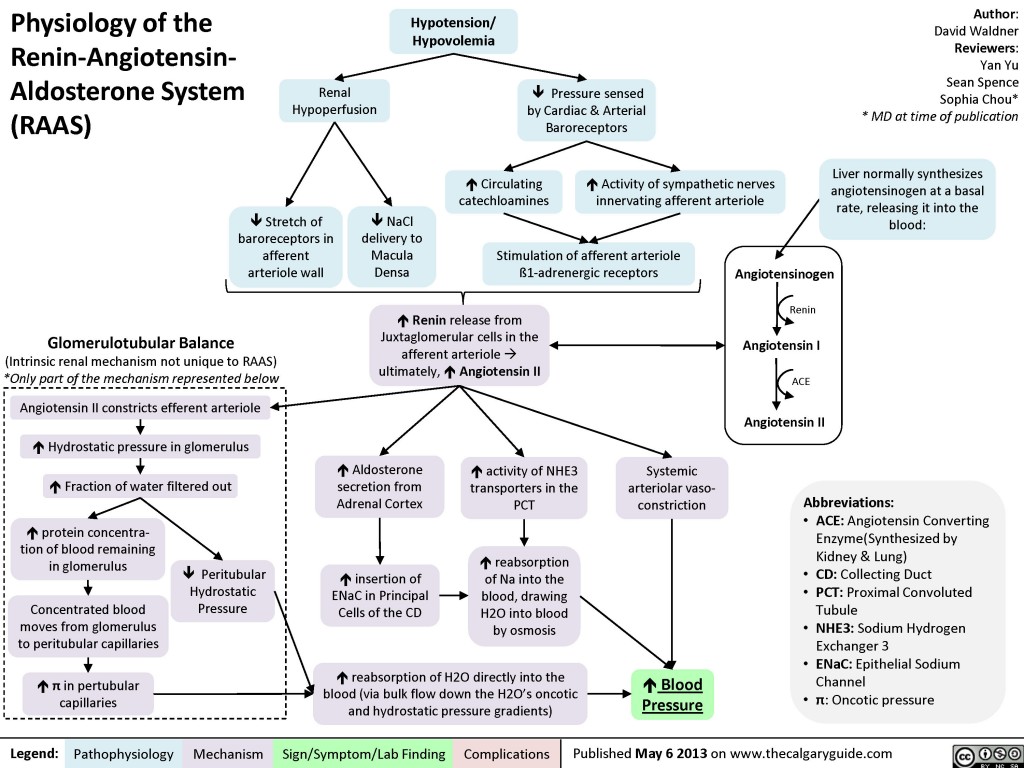 Physiology of the Renin-Angiotensin-Aldosterone System (RAAS) | Calgary ...