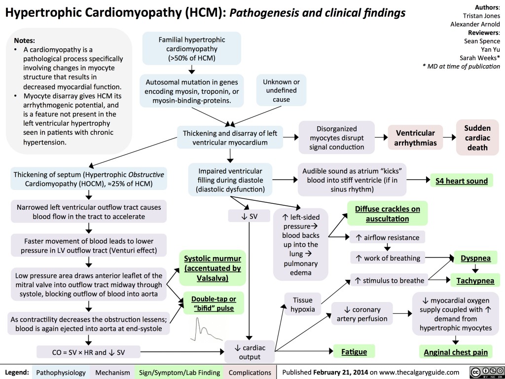 Hypertrophic Cardiomyopathy: Pathogenesis and Clinical Findings ...