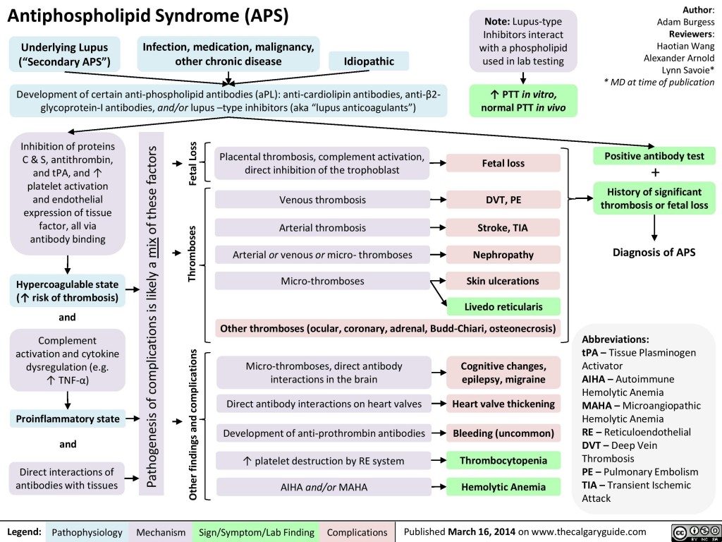 Antiphospholipid Syndrome (APS) | Calgary Guide